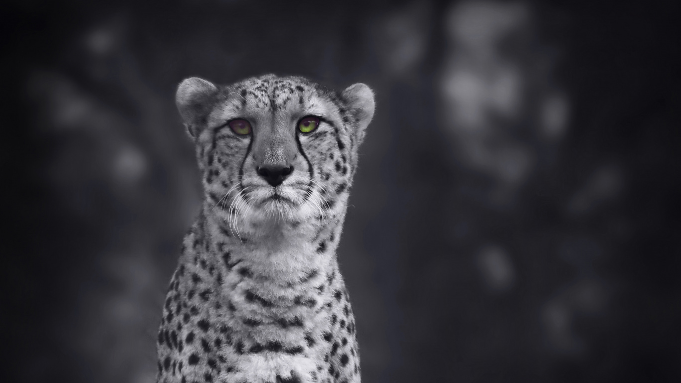 Black and White Cheetah Illustration. Wallpaper in 1366x768 Resolution