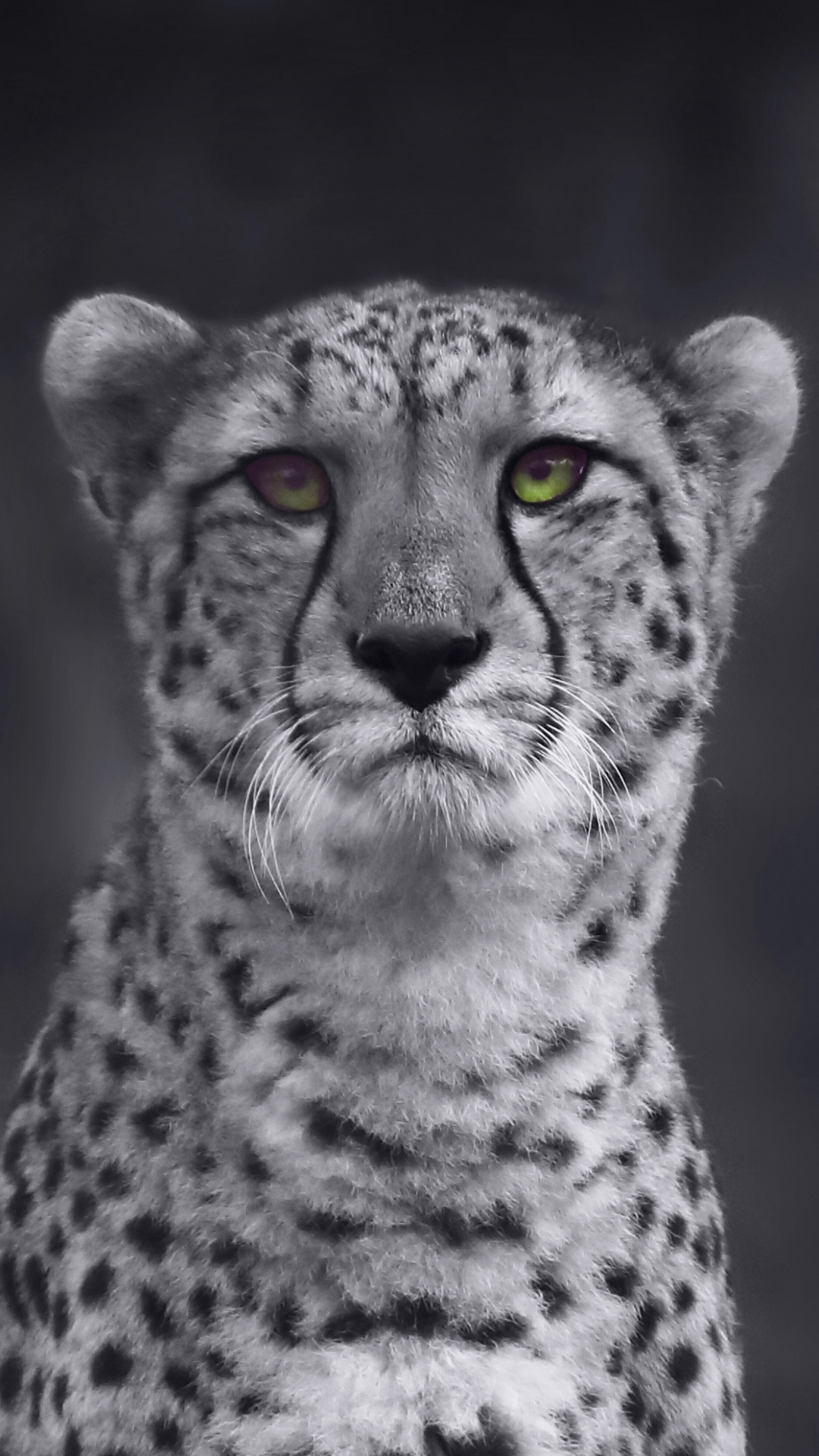 Illustration de Guépard Noir et Blanc. Wallpaper in 1080x1920 Resolution