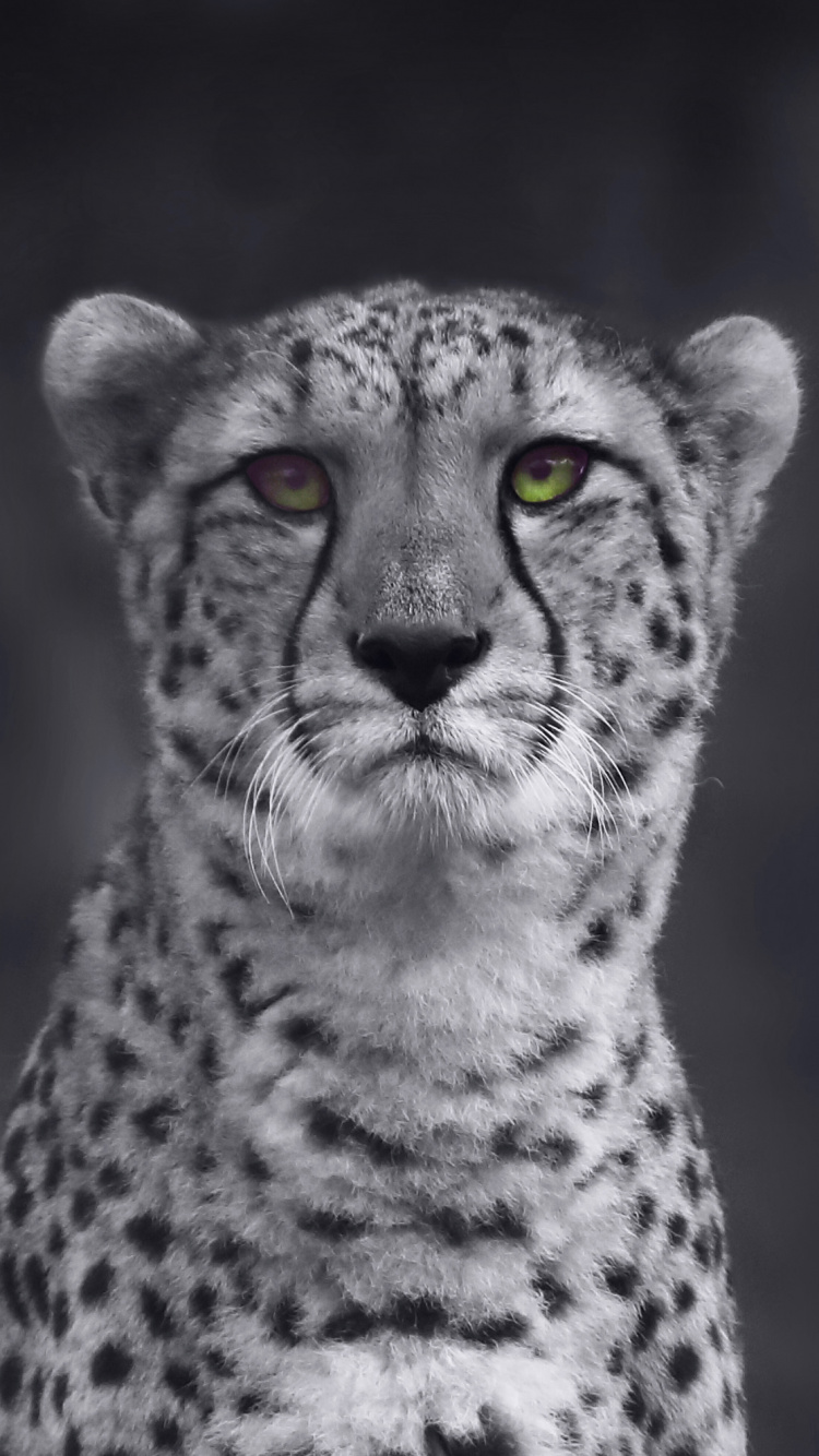 Illustration de Guépard Noir et Blanc. Wallpaper in 750x1334 Resolution