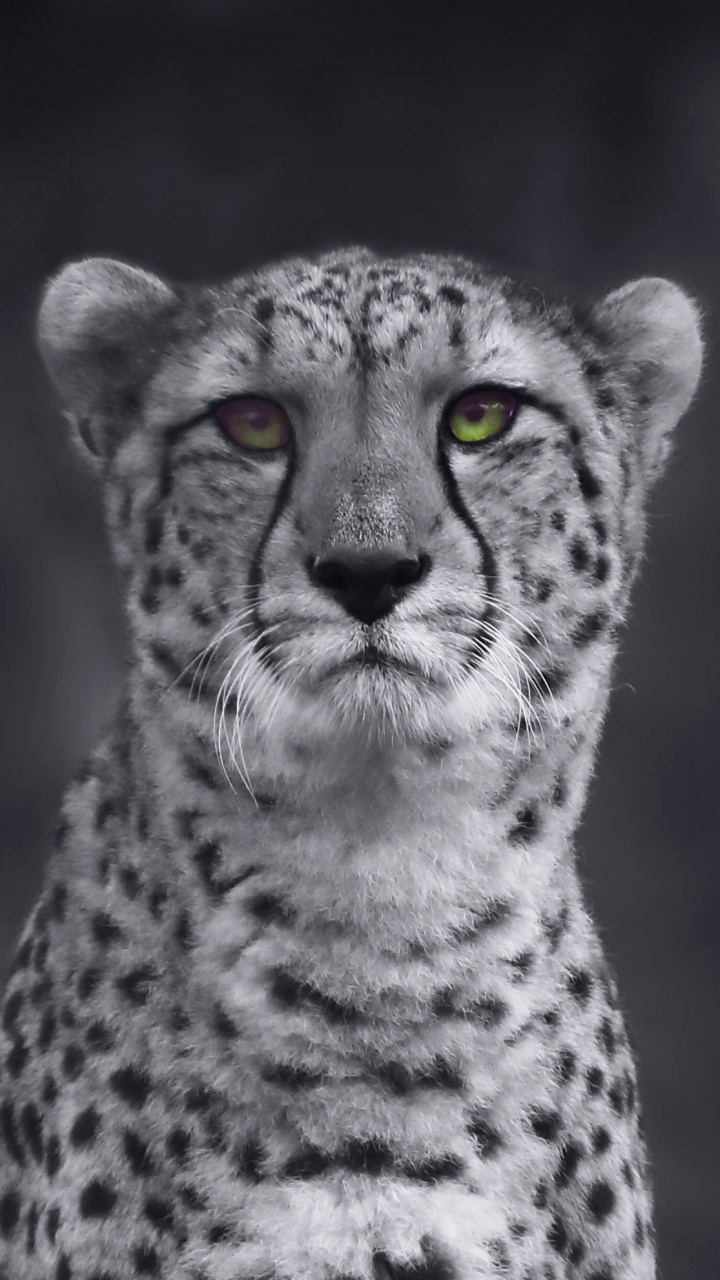 Schwarz-Weiß-Gepard-Illustration. Wallpaper in 720x1280 Resolution