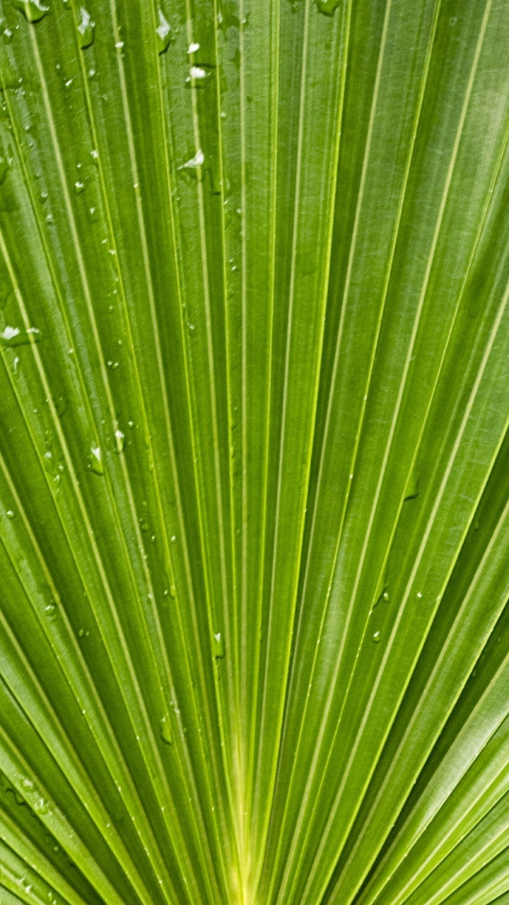 Macro Photographie de Feuille Verte. Wallpaper in 720x1280 Resolution