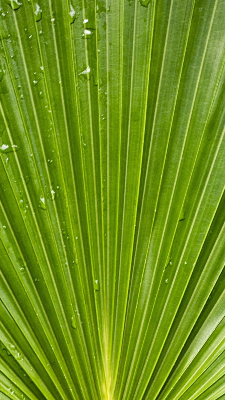Fotografía Macro de Hoja Verde. Wallpaper in 750x1334 Resolution