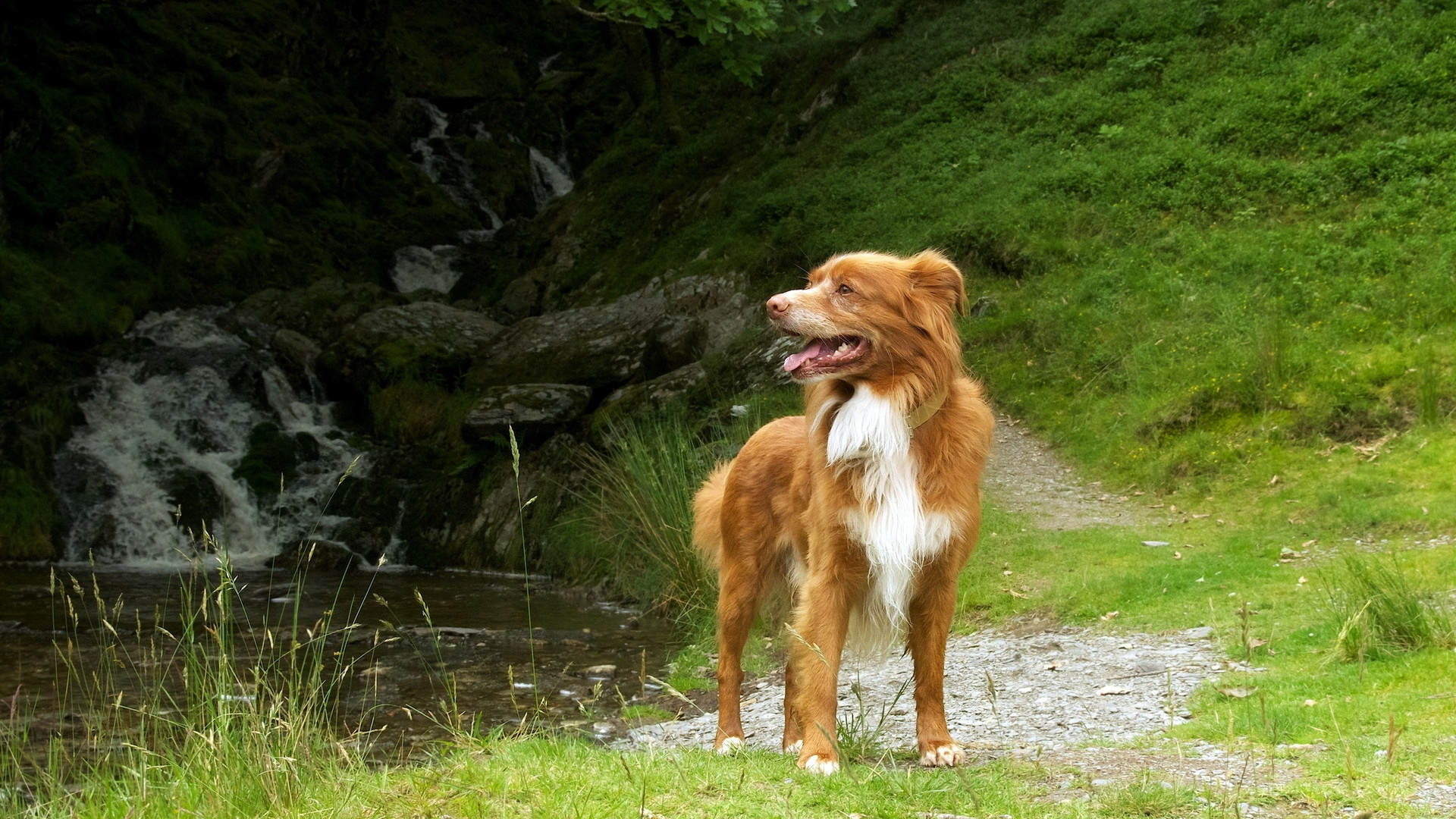 Brown and White Long Coated Dog on Green Grass Field During Daytime. Wallpaper in 1920x1080 Resolution