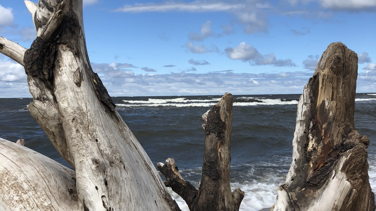 Driftwood, Ciencia, Biología, Madera, Cumulus. Wallpaper in 1280x720 Resolution