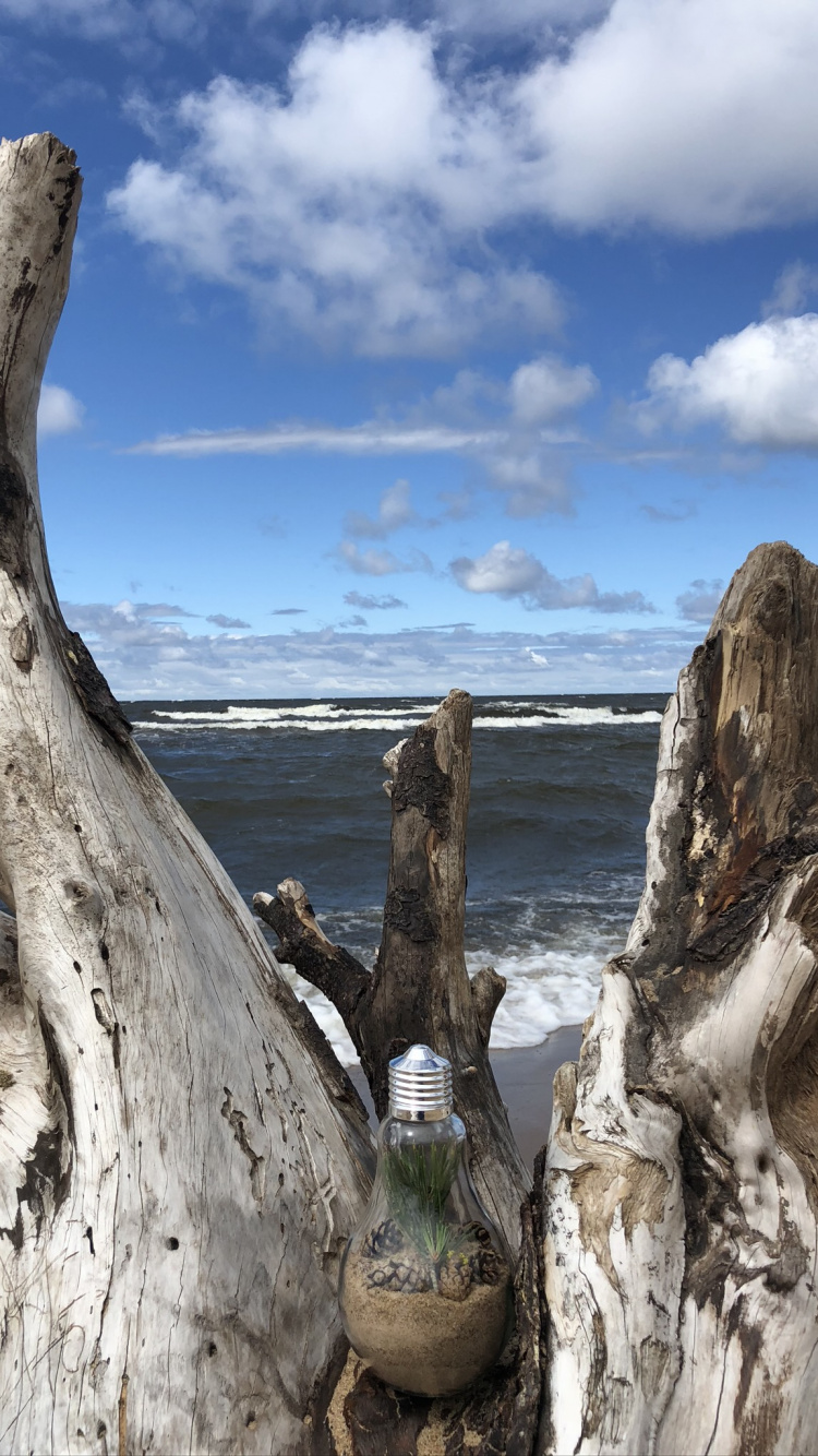 Driftwood, Wissenschaft, Biologie, Holz, Cloud. Wallpaper in 750x1334 Resolution