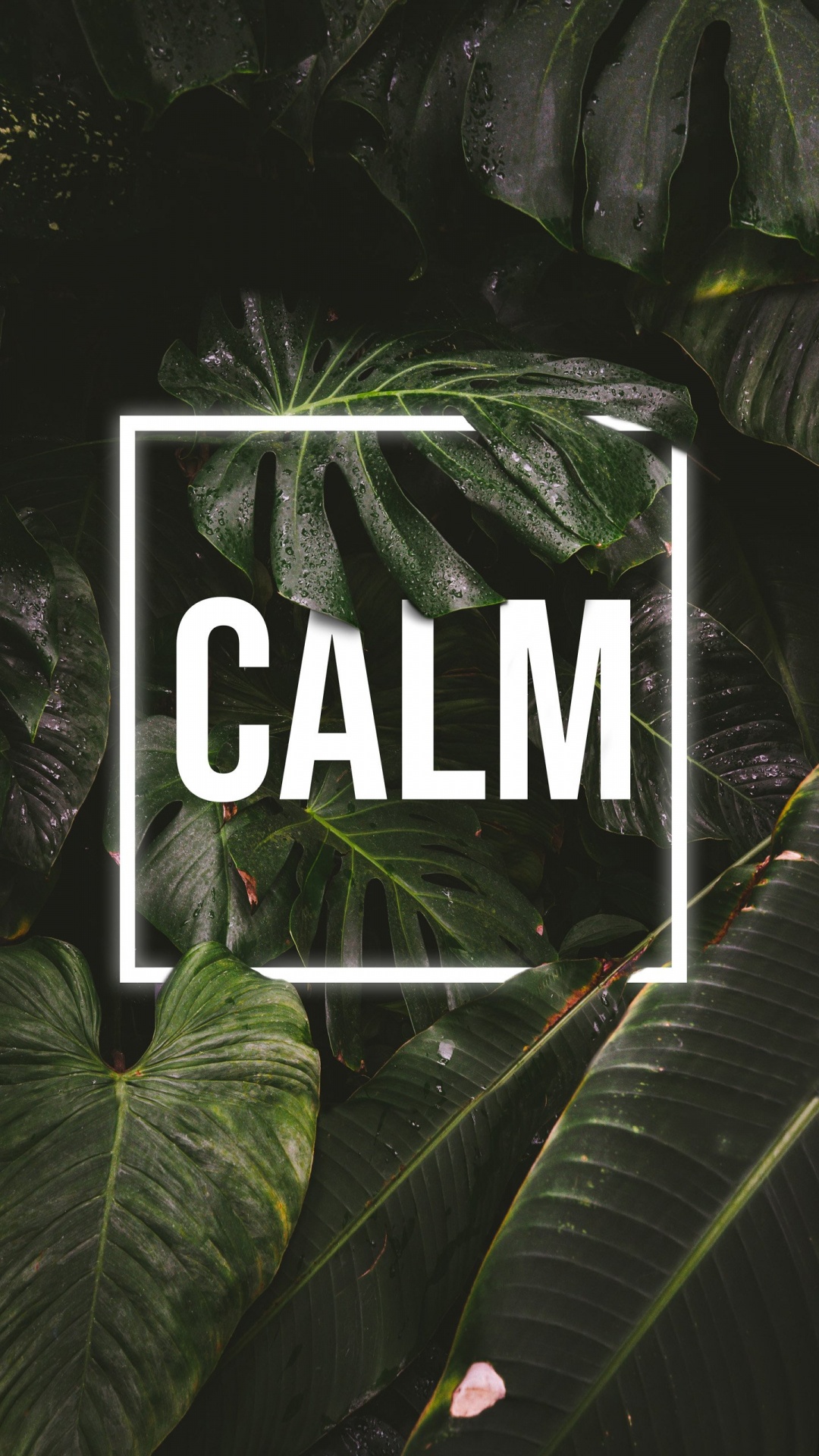 Natur, Geist Von Tsushima, Unterreddit, Blatt, Botanik. Wallpaper in 1080x1920 Resolution