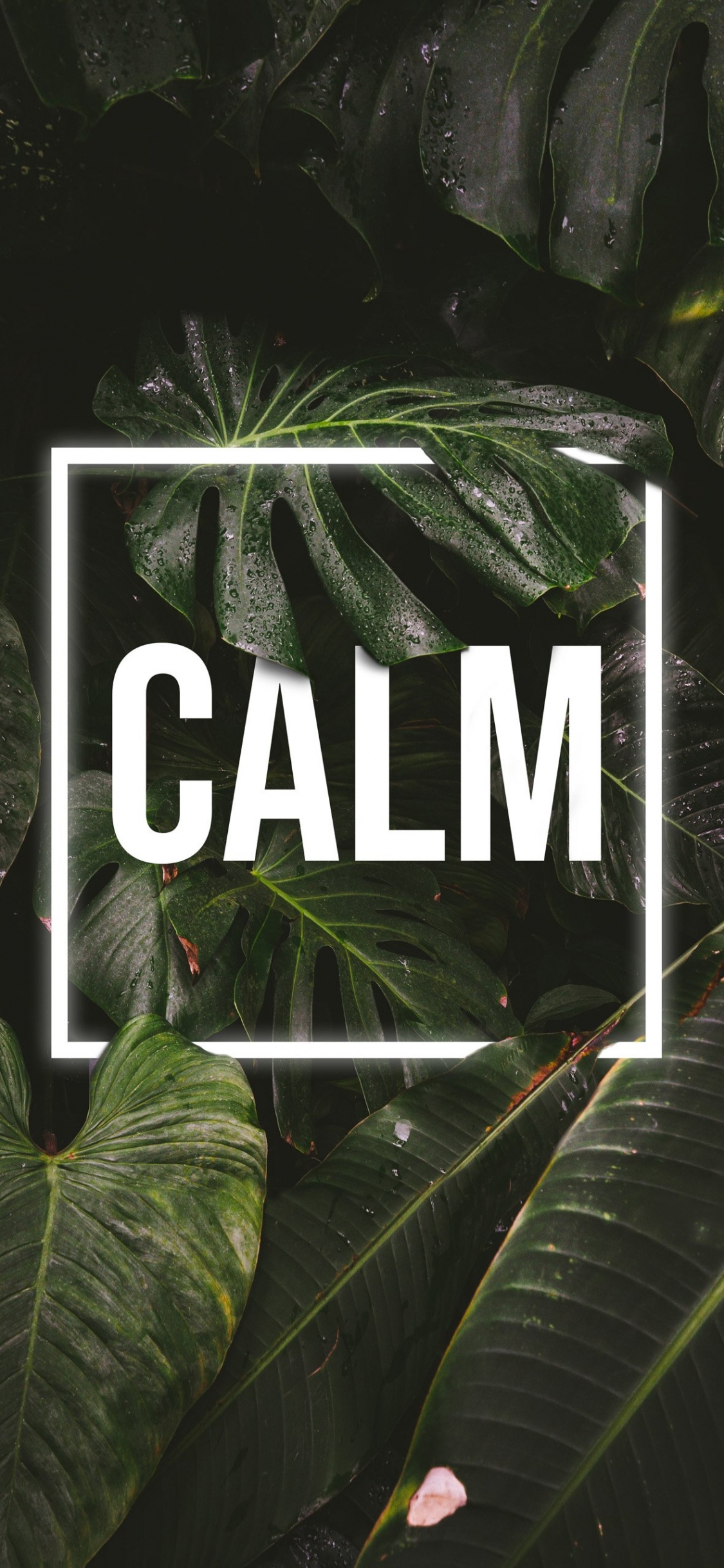 Nature, Ghost of Tsushima, Subreddit, Plant, Leaf. Wallpaper in 1125x2436 Resolution