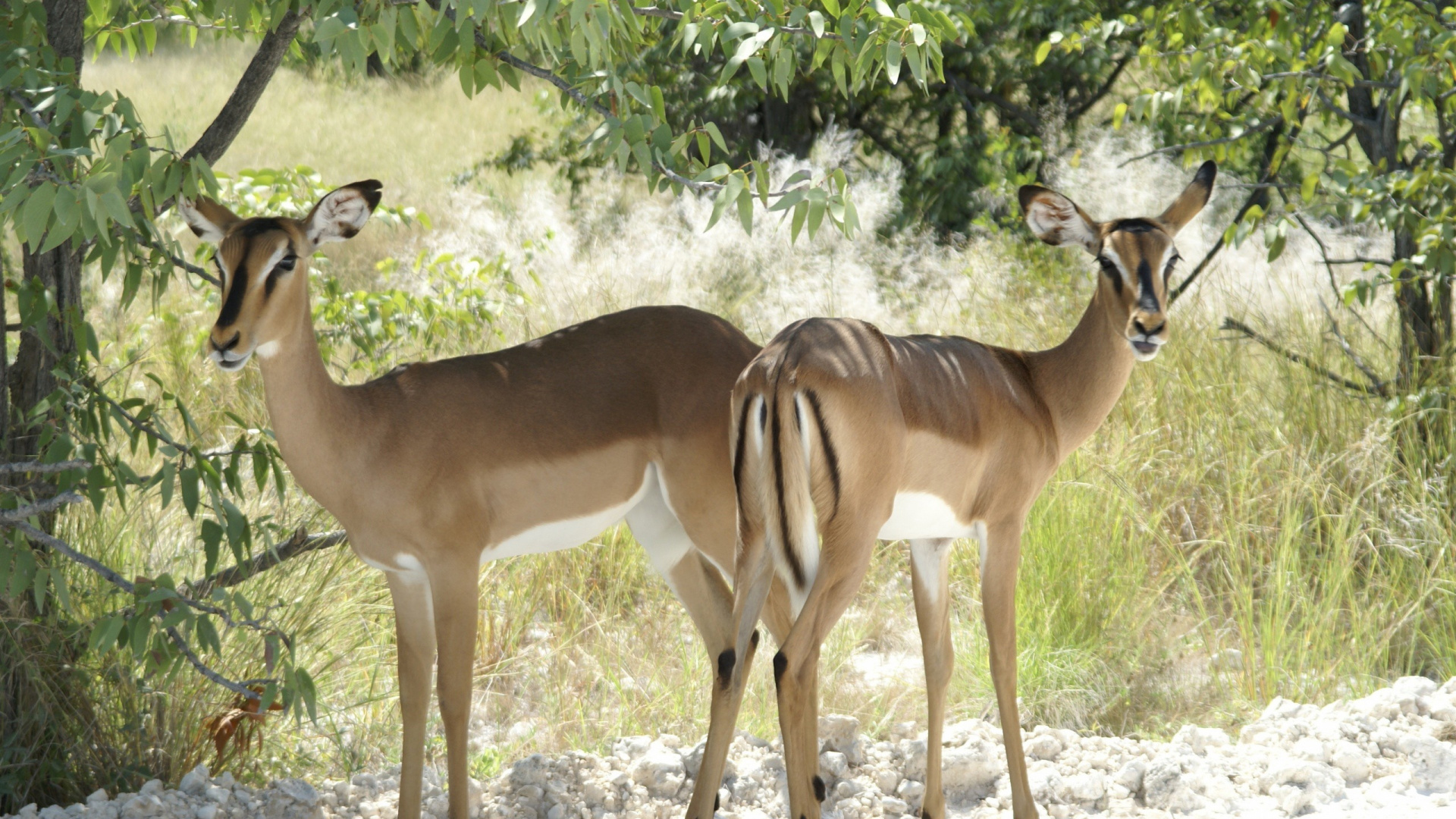 Cerf Brun Debout Sur L'herbe Verte Pendant la Journée. Wallpaper in 1920x1080 Resolution
