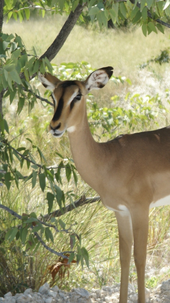 Brown Deer Standing on Green Grass During Daytime. Wallpaper in 720x1280 Resolution