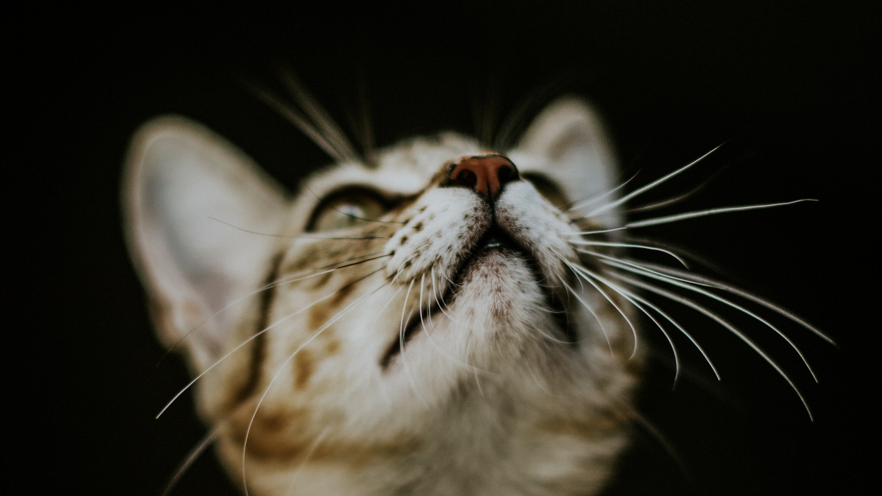 Gato Atigrado Marrón en Fondo Negro. Wallpaper in 1280x720 Resolution