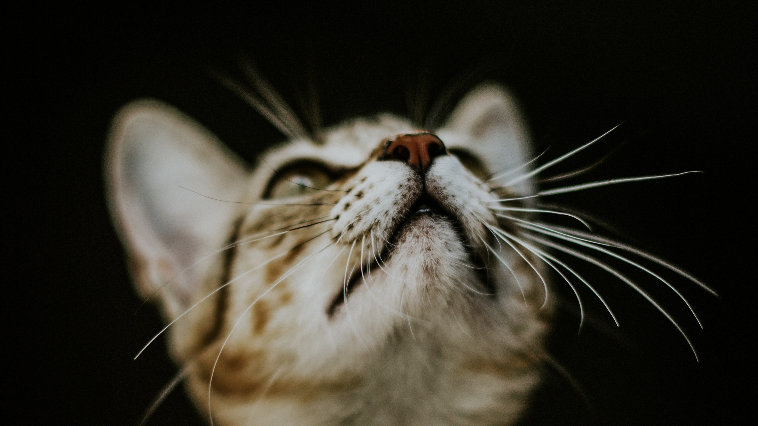 Gato Atigrado Marrón en Fondo Negro. Wallpaper in 2560x1440 Resolution