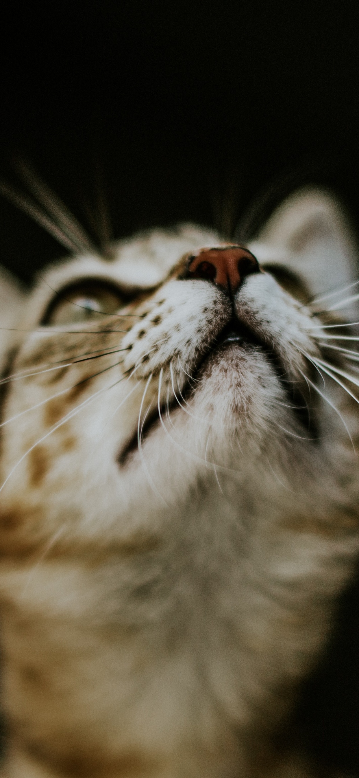 Brown Tabby Cat in Black Background. Wallpaper in 1242x2688 Resolution