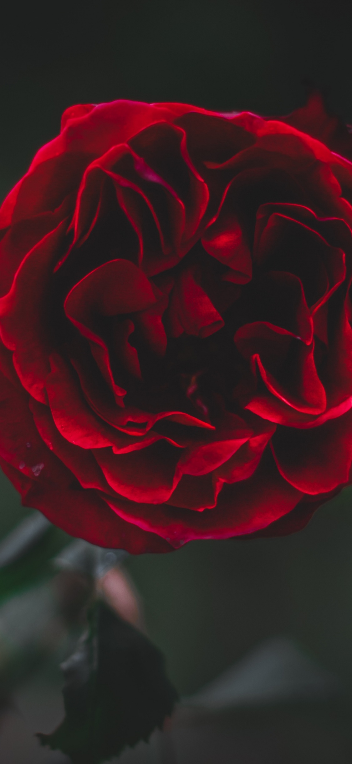 Rosa Roja en Flor en Fotografía de Cerca. Wallpaper in 1125x2436 Resolution