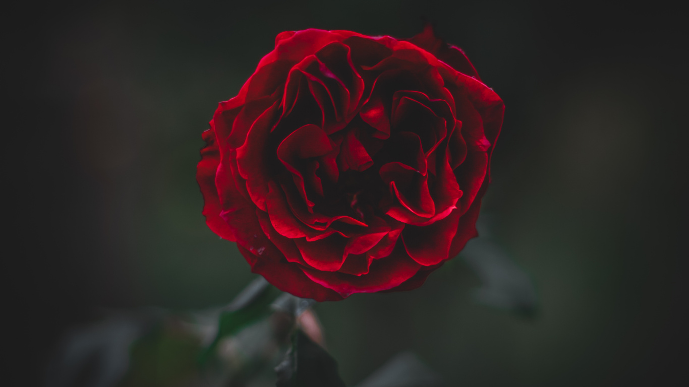 Rosa Roja en Flor en Fotografía de Cerca. Wallpaper in 1366x768 Resolution