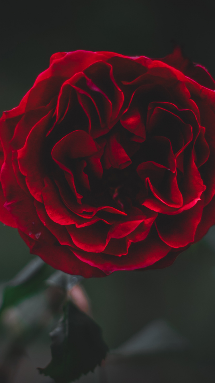 Rosa Roja en Flor en Fotografía de Cerca. Wallpaper in 750x1334 Resolution