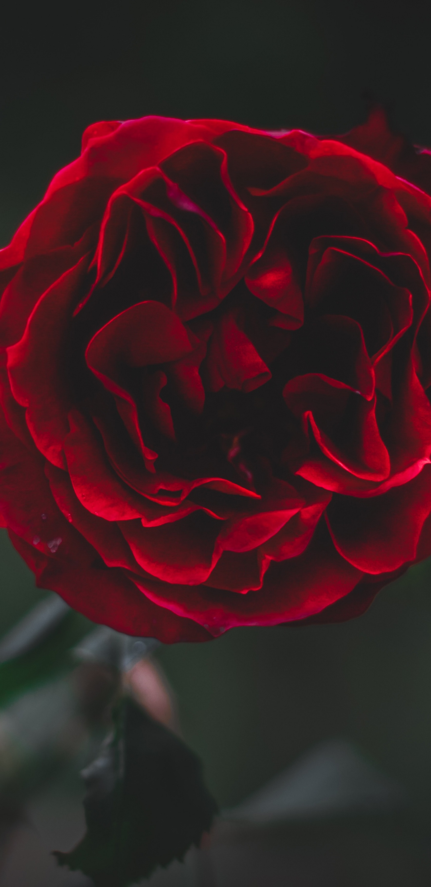 Rose Rouge en Fleur en Photographie Rapprochée. Wallpaper in 1440x2960 Resolution