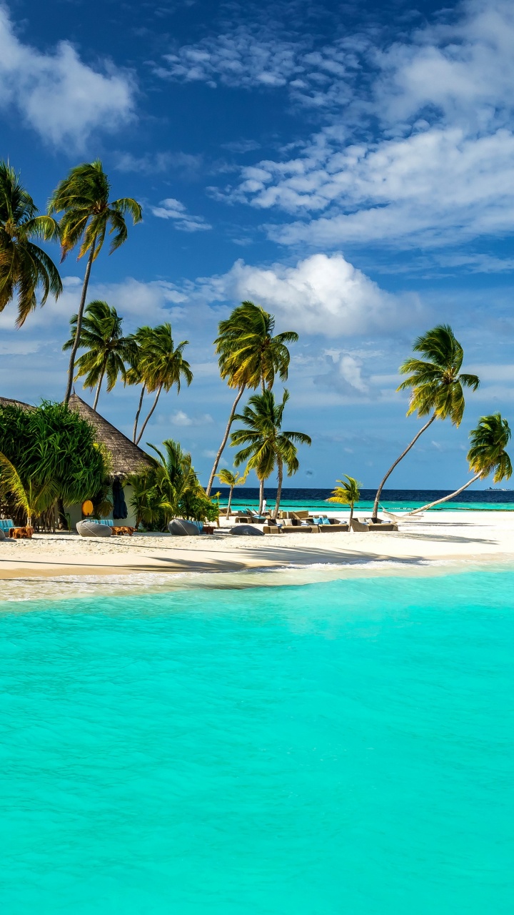 Palm Trees on Beach Shore During Daytime. Wallpaper in 720x1280 Resolution