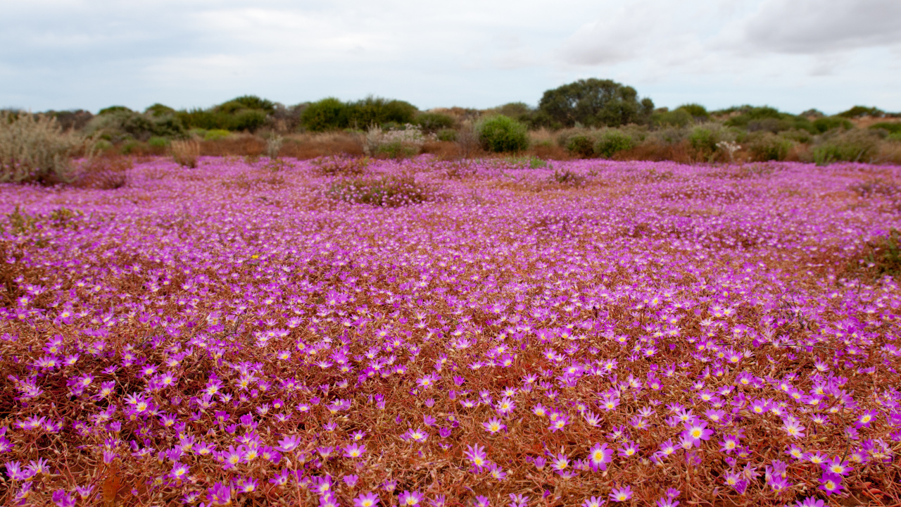 Campo de Flores Moradas Durante el Día. Wallpaper in 1280x720 Resolution