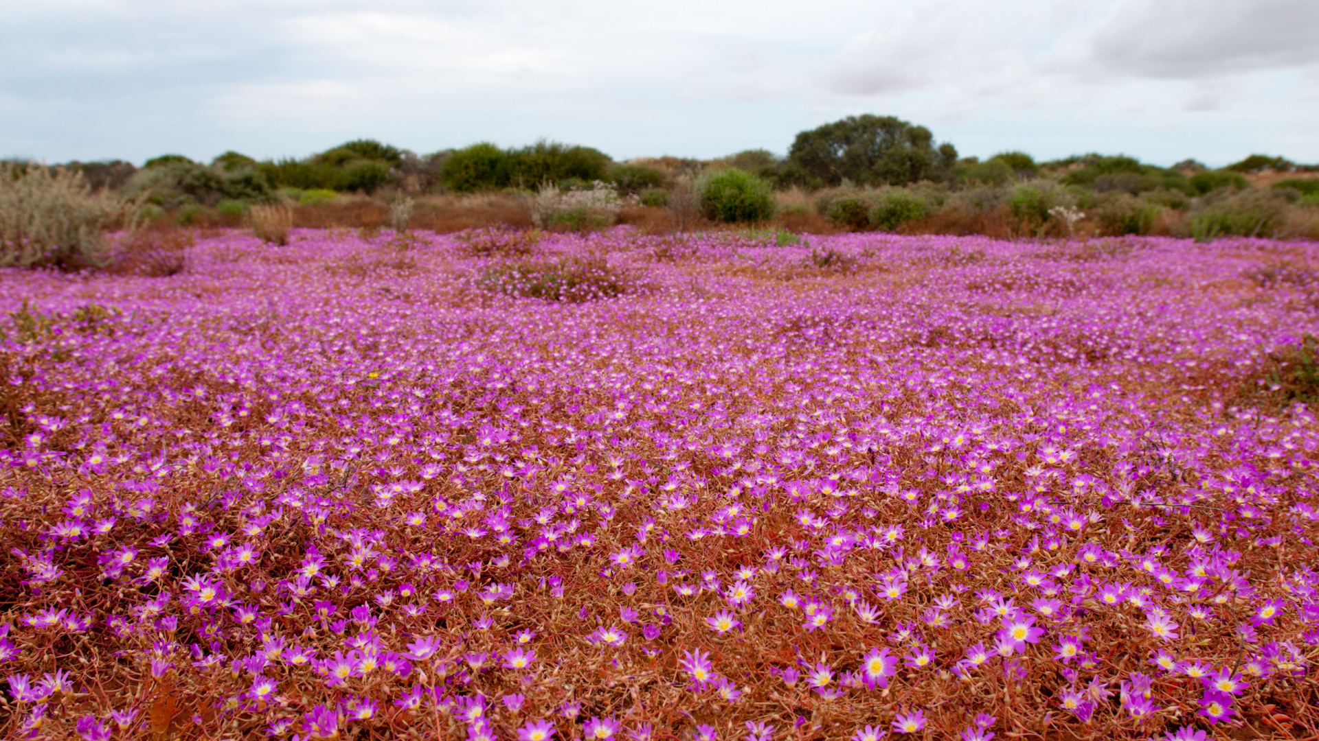 Purple Flower Field During Daytime. Wallpaper in 1920x1080 Resolution