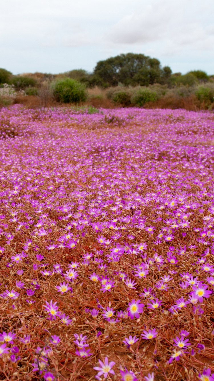 Purple Flower Field During Daytime. Wallpaper in 750x1334 Resolution