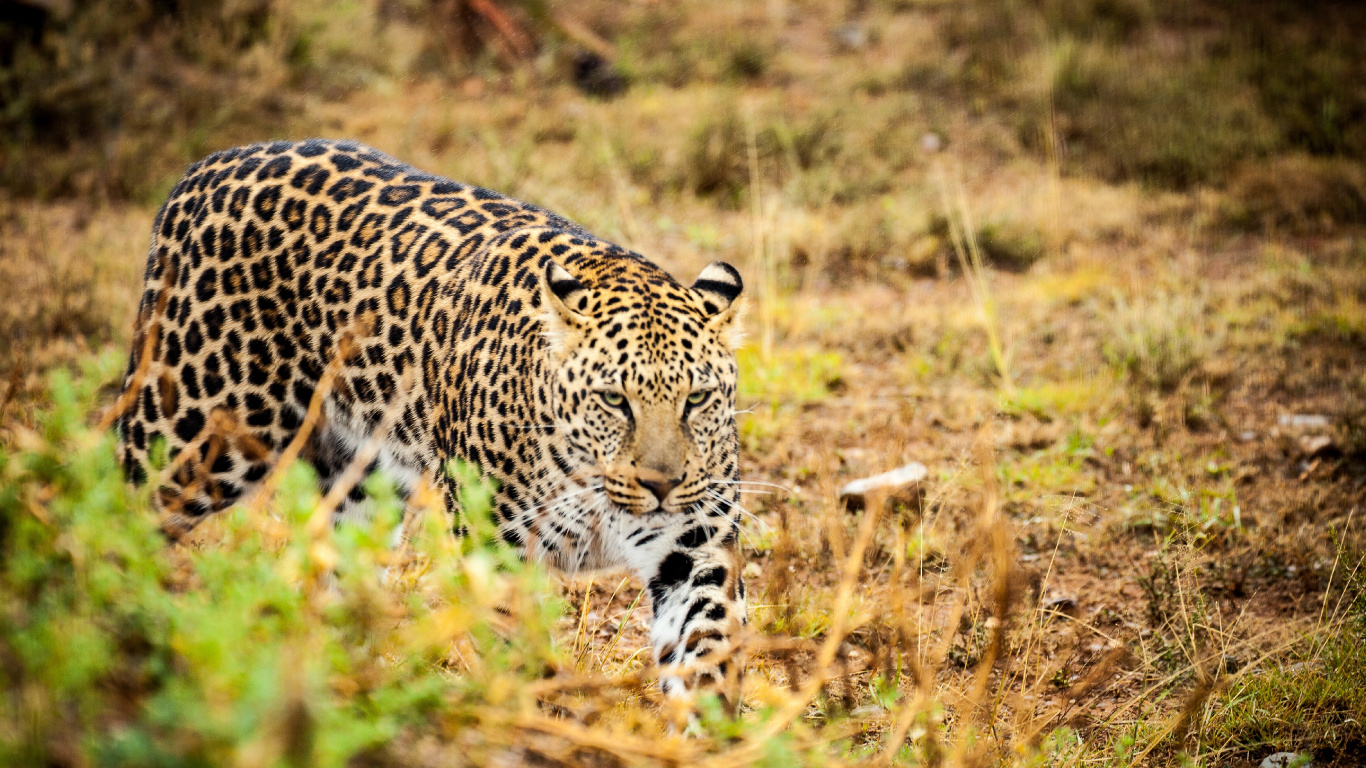 Leopard Walking on Green Grass During Daytime. Wallpaper in 1366x768 Resolution