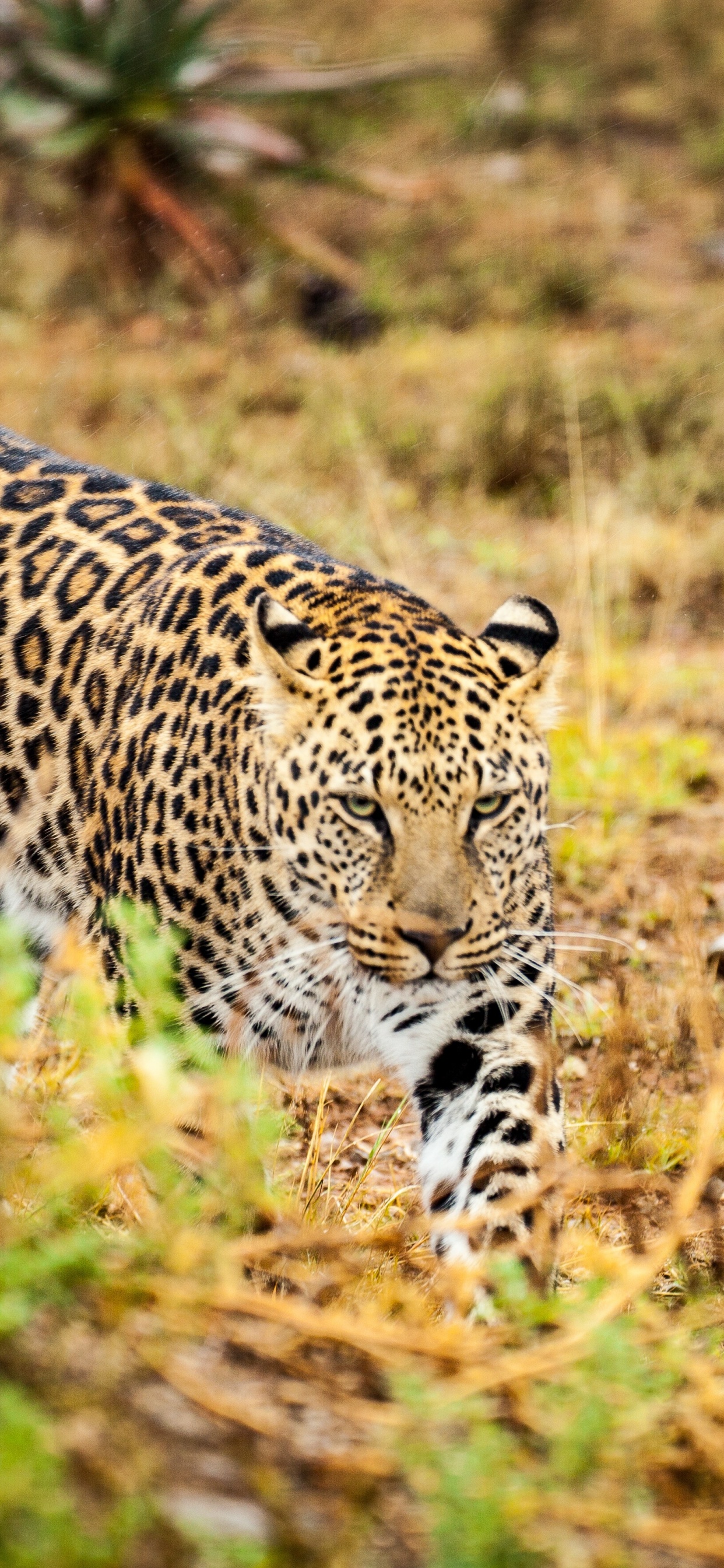 Leopardo Caminando Sobre la Hierba Verde Durante el Día. Wallpaper in 1242x2688 Resolution