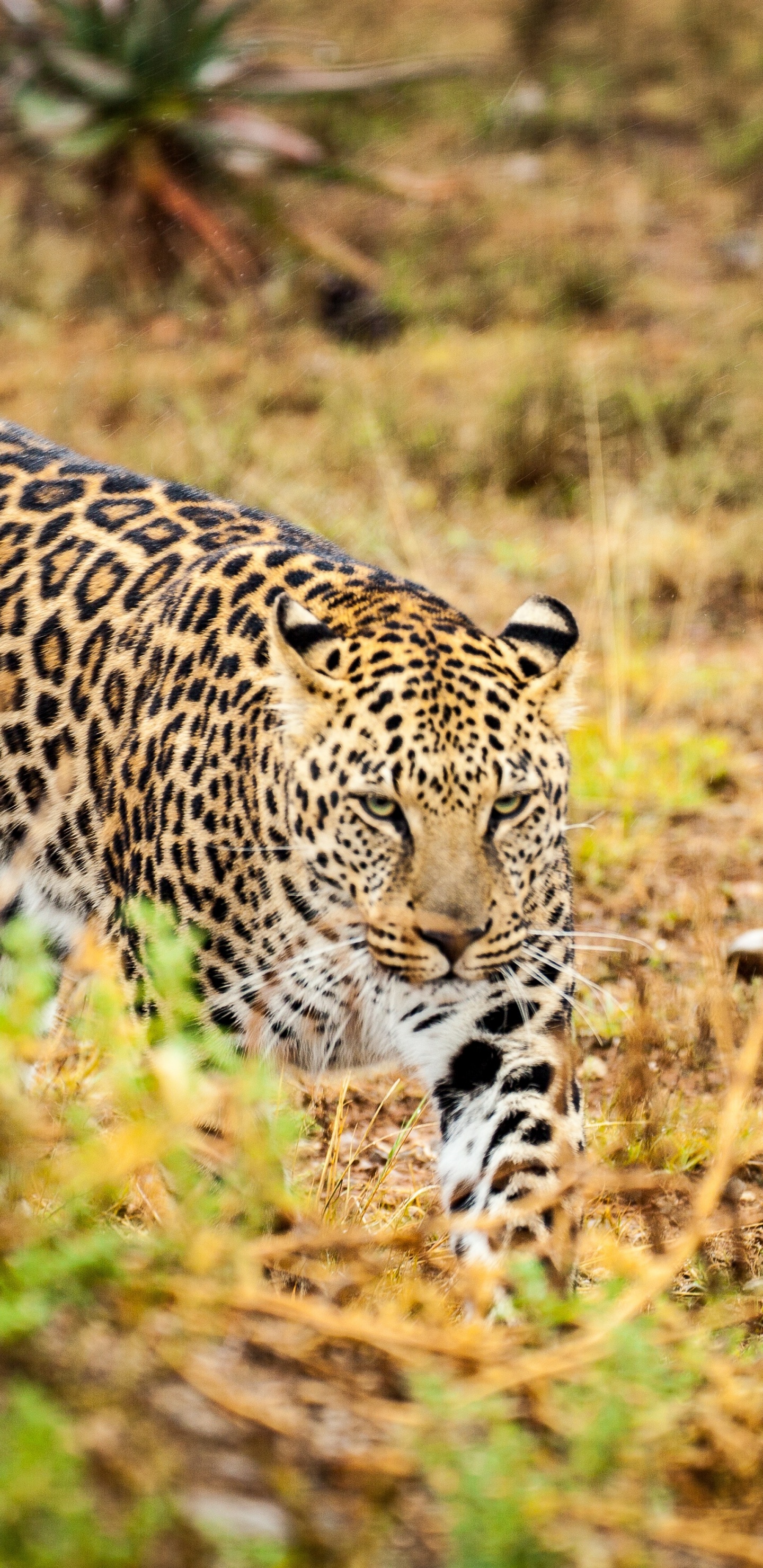 Leopardo Caminando Sobre la Hierba Verde Durante el Día. Wallpaper in 1440x2960 Resolution