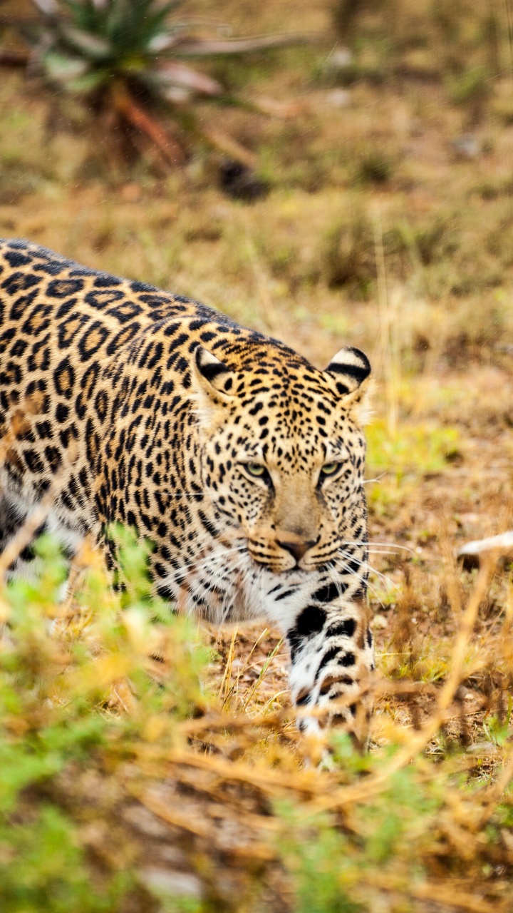 Leopardo Caminando Sobre la Hierba Verde Durante el Día. Wallpaper in 720x1280 Resolution