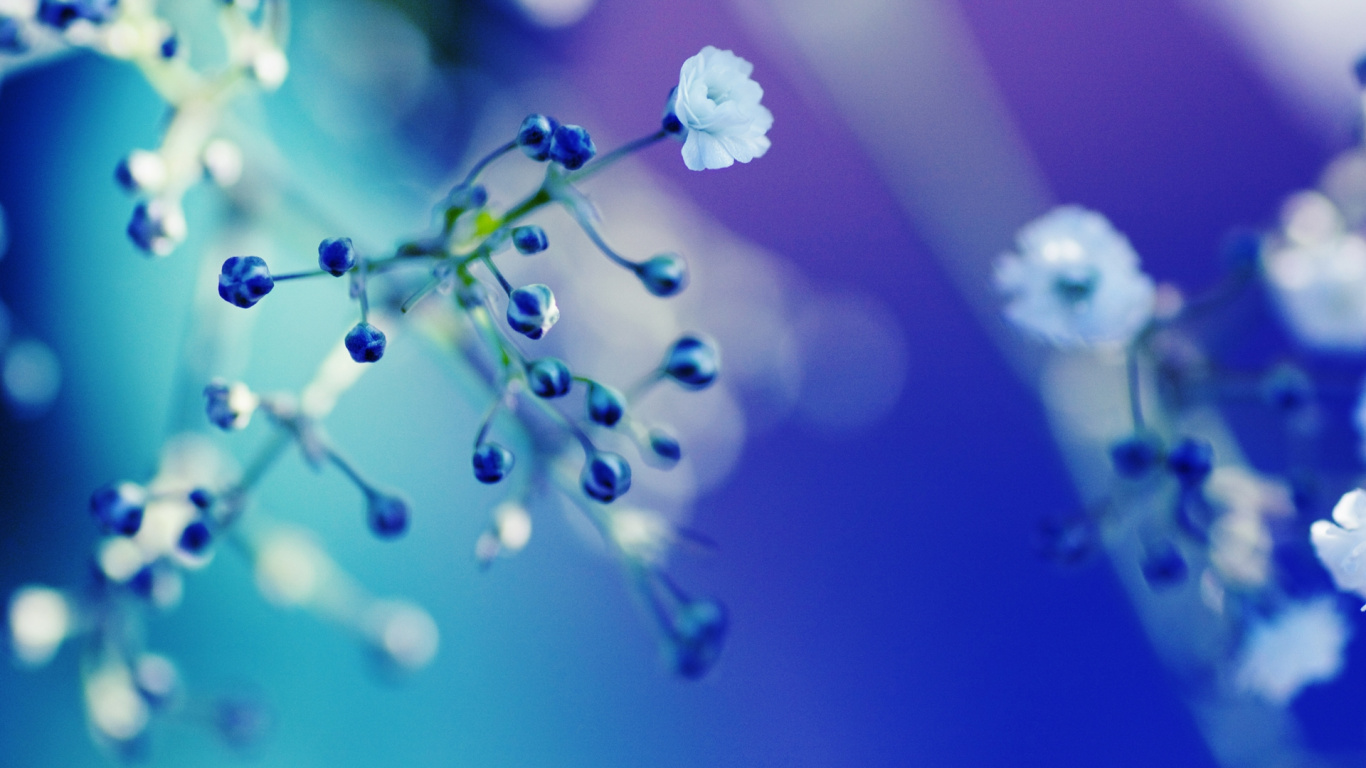 White Flower Buds in Macro Shot. Wallpaper in 1366x768 Resolution