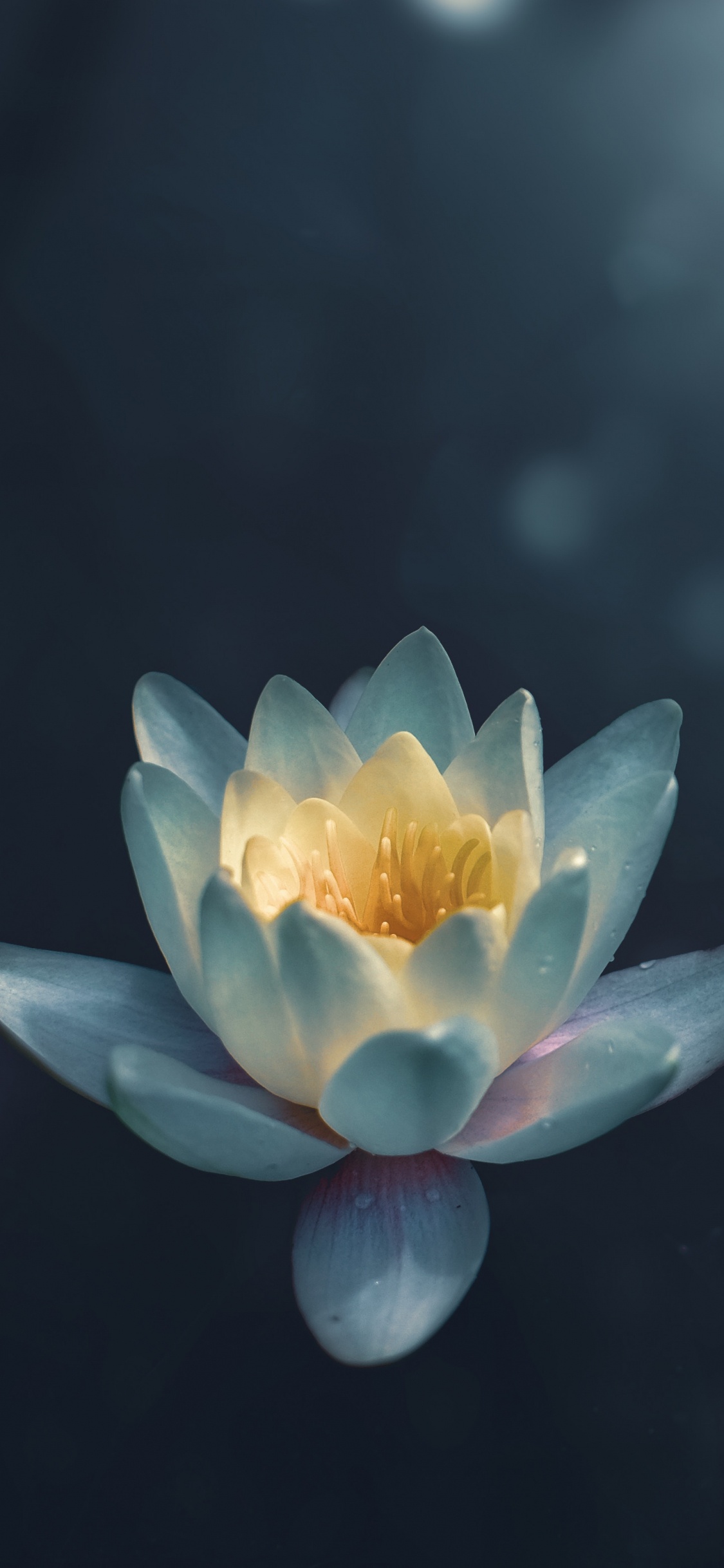 Yellow and Pink Lotus Flower in Bloom. Wallpaper in 1125x2436 Resolution