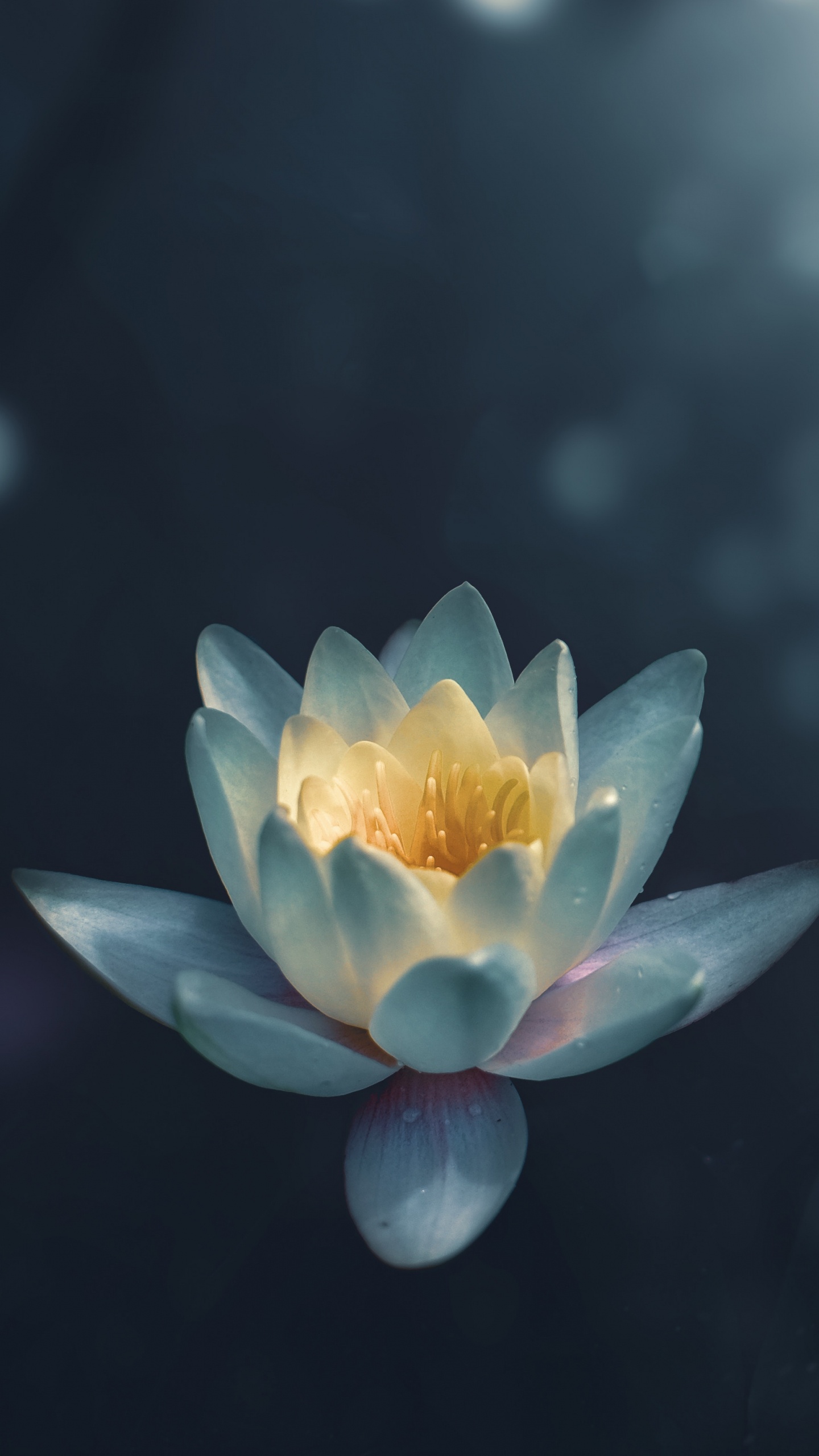 Yellow and Pink Lotus Flower in Bloom. Wallpaper in 1440x2560 Resolution