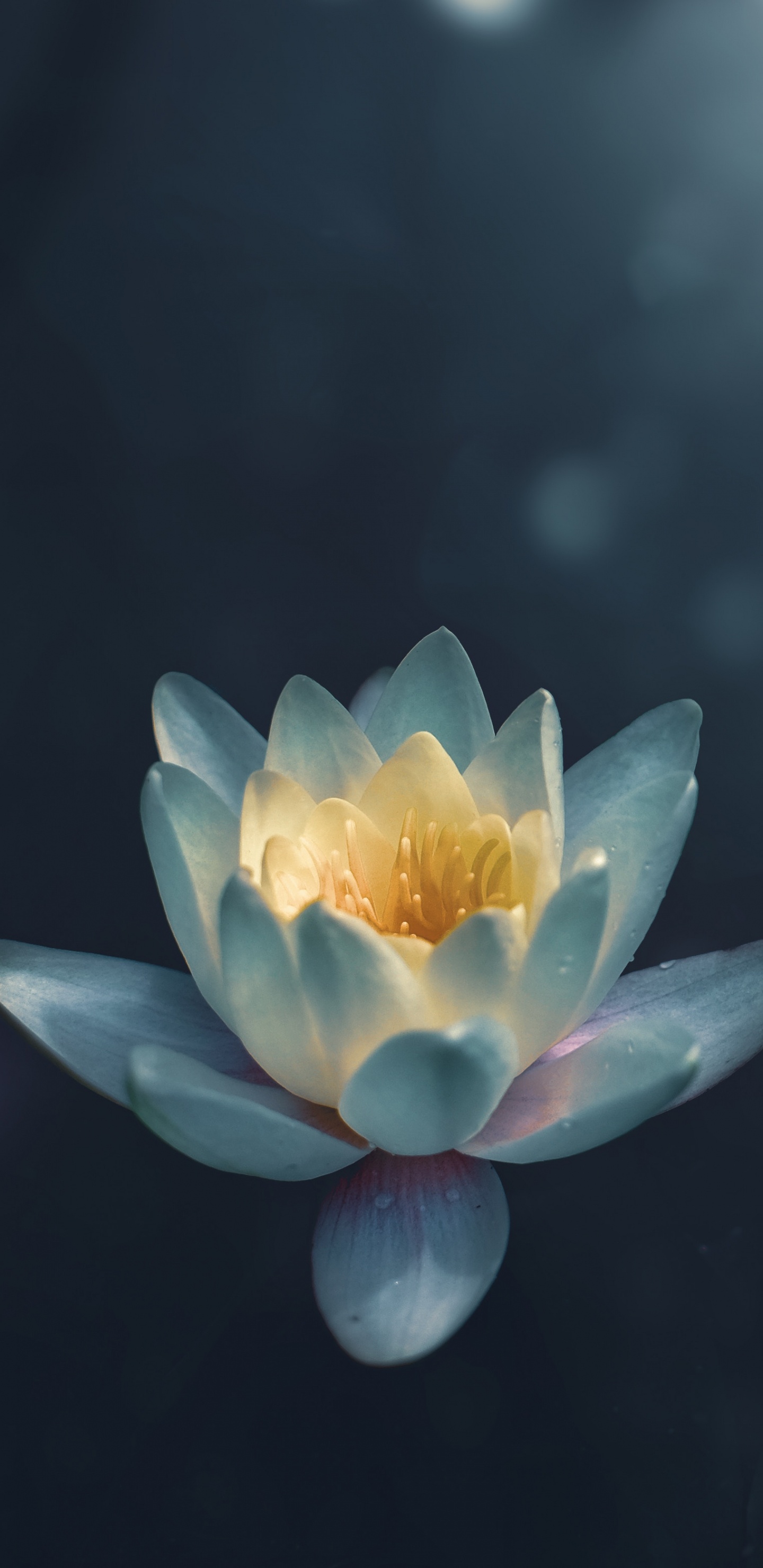 Fleur de Lotus Jaune et Rose en Fleur. Wallpaper in 1440x2960 Resolution