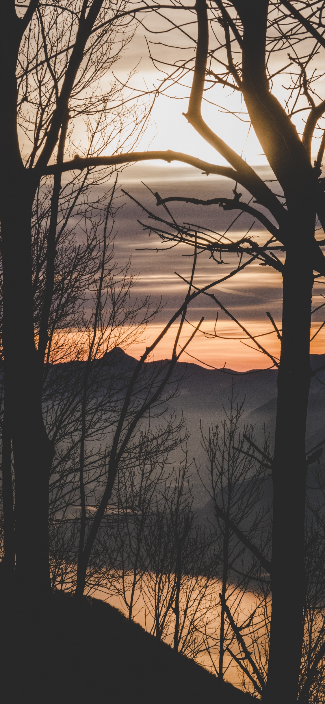 Nature, Branch, Sunset, Tree, Morning. Wallpaper in 1125x2436 Resolution