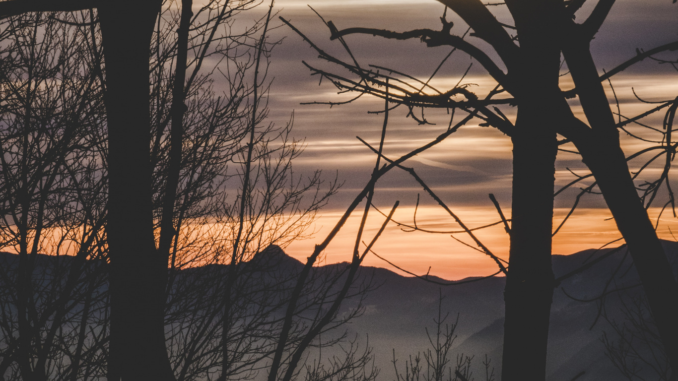Nature, Branch, Sunset, Tree, Morning. Wallpaper in 1366x768 Resolution