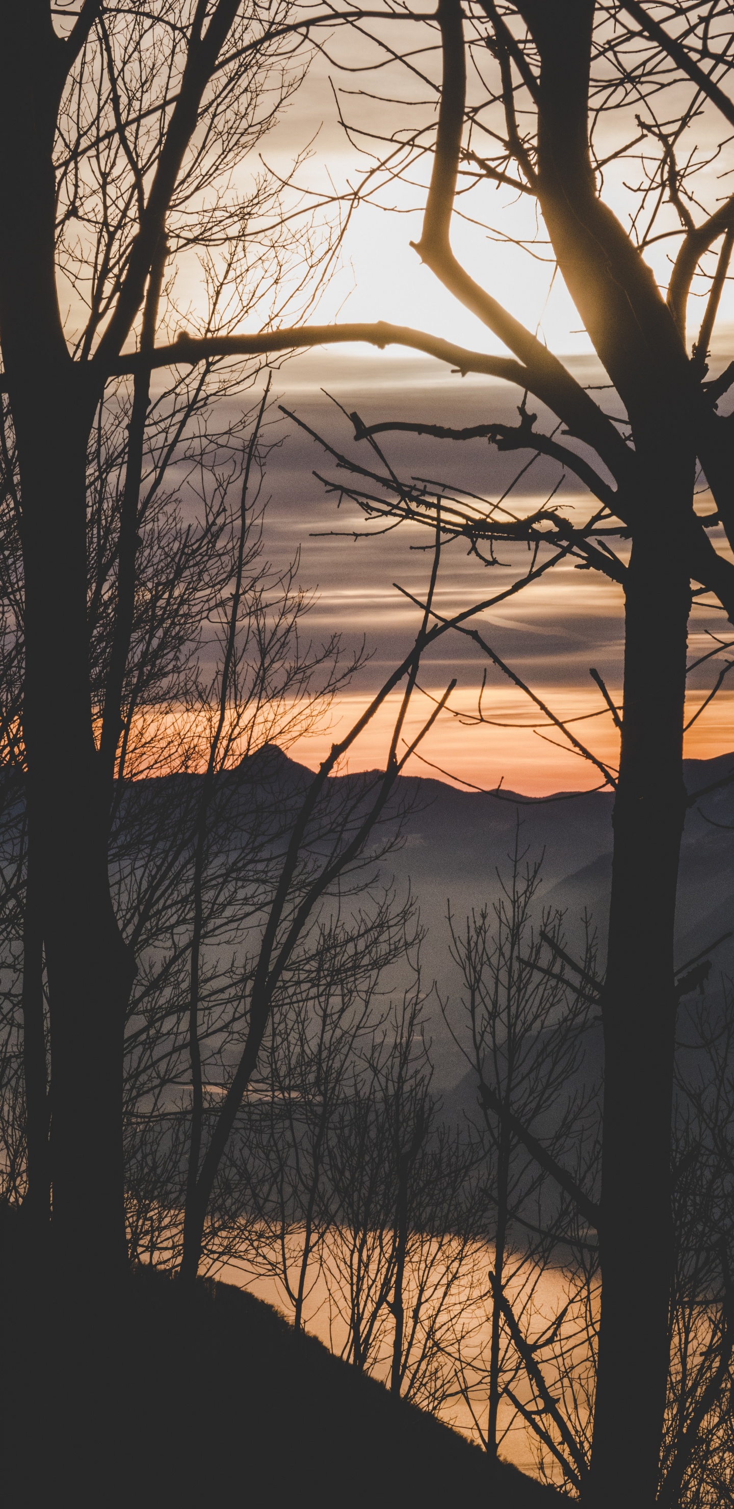 Nature, Branch, Sunset, Tree, Morning. Wallpaper in 1440x2960 Resolution