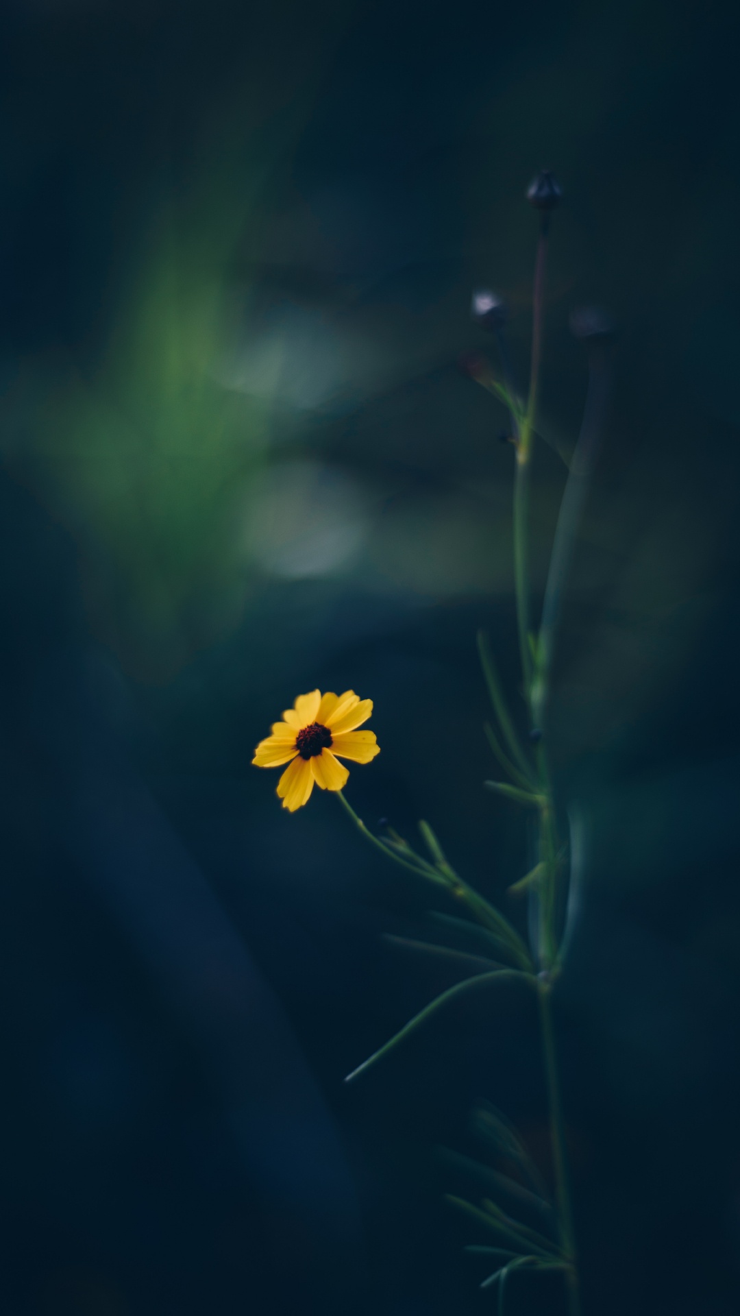 Gelbe Blume in Tilt-Shift-Linse. Wallpaper in 1080x1920 Resolution