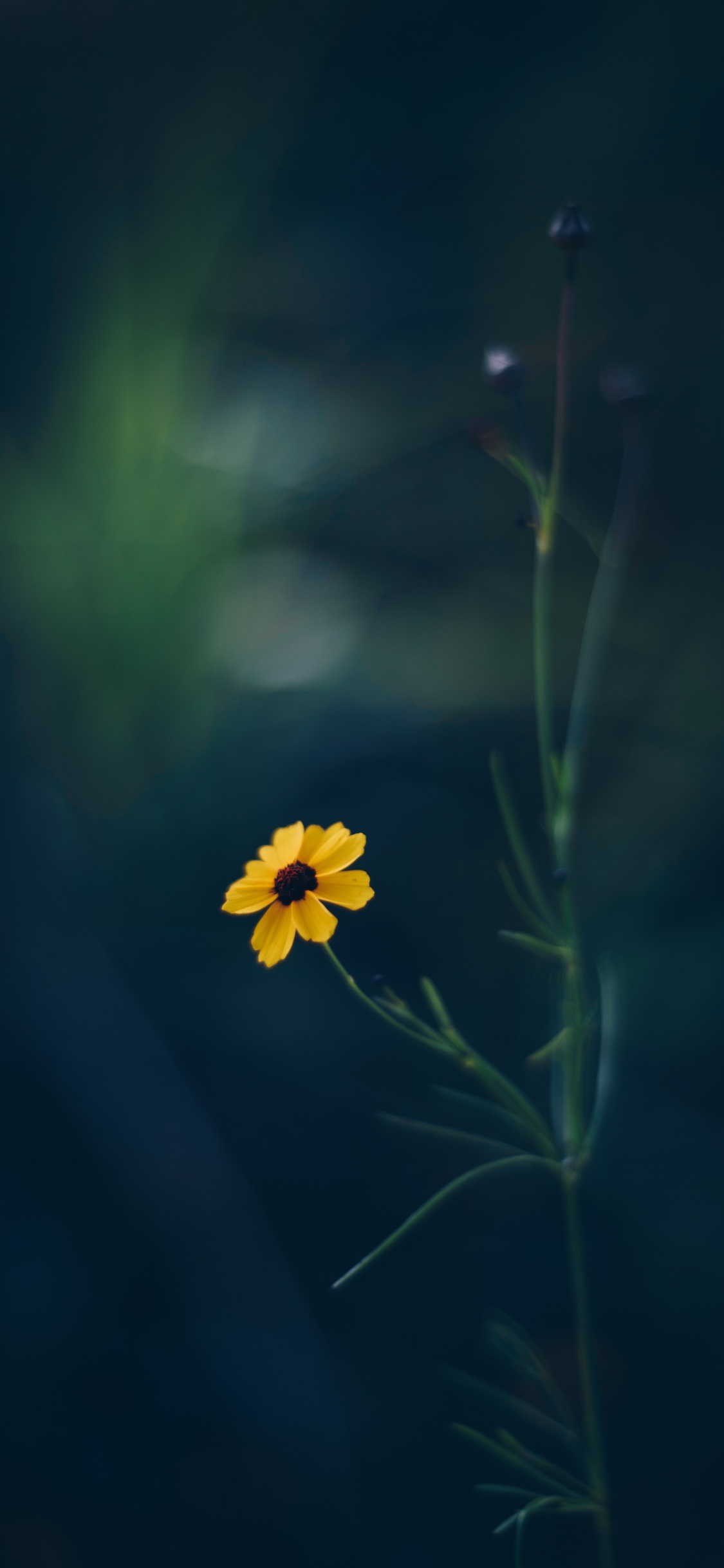 Gelbe Blume in Tilt-Shift-Linse. Wallpaper in 1125x2436 Resolution