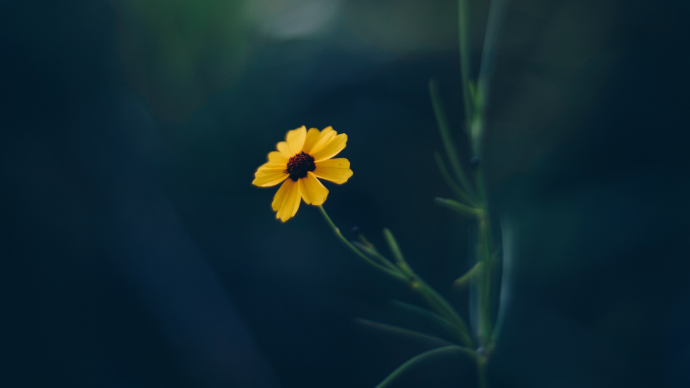 Gelbe Blume in Tilt-Shift-Linse. Wallpaper in 1366x768 Resolution