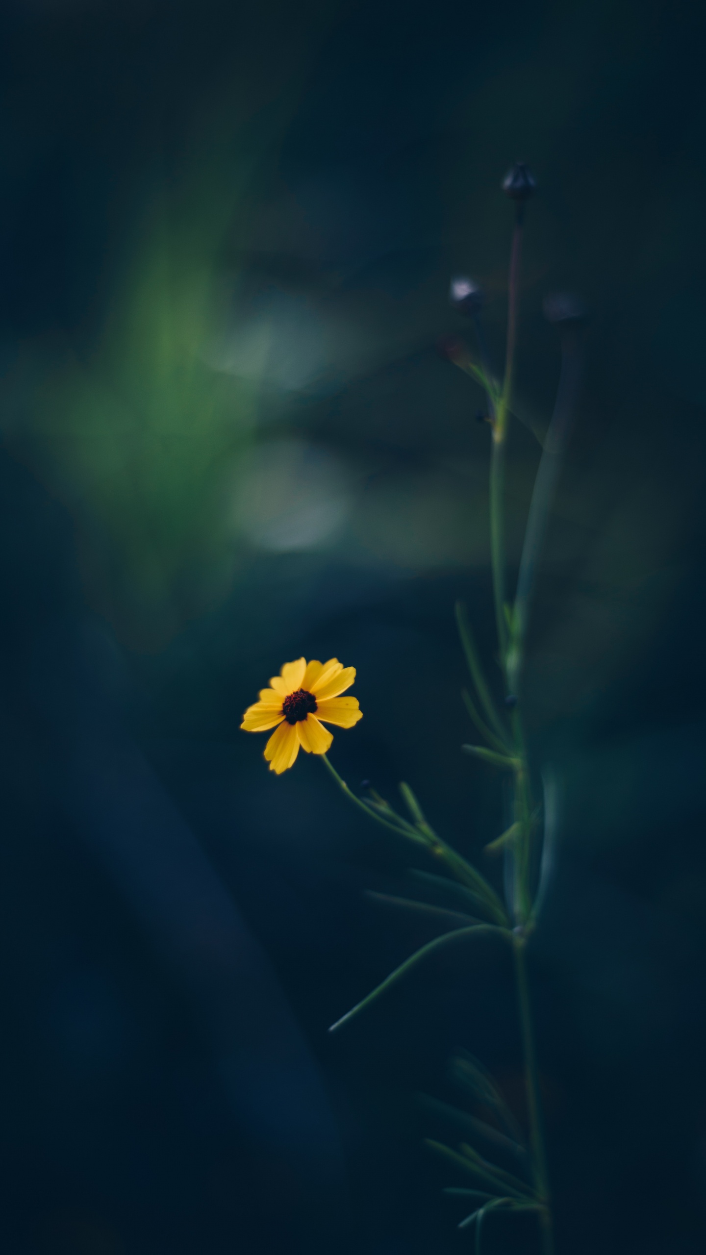 Gelbe Blume in Tilt-Shift-Linse. Wallpaper in 1440x2560 Resolution