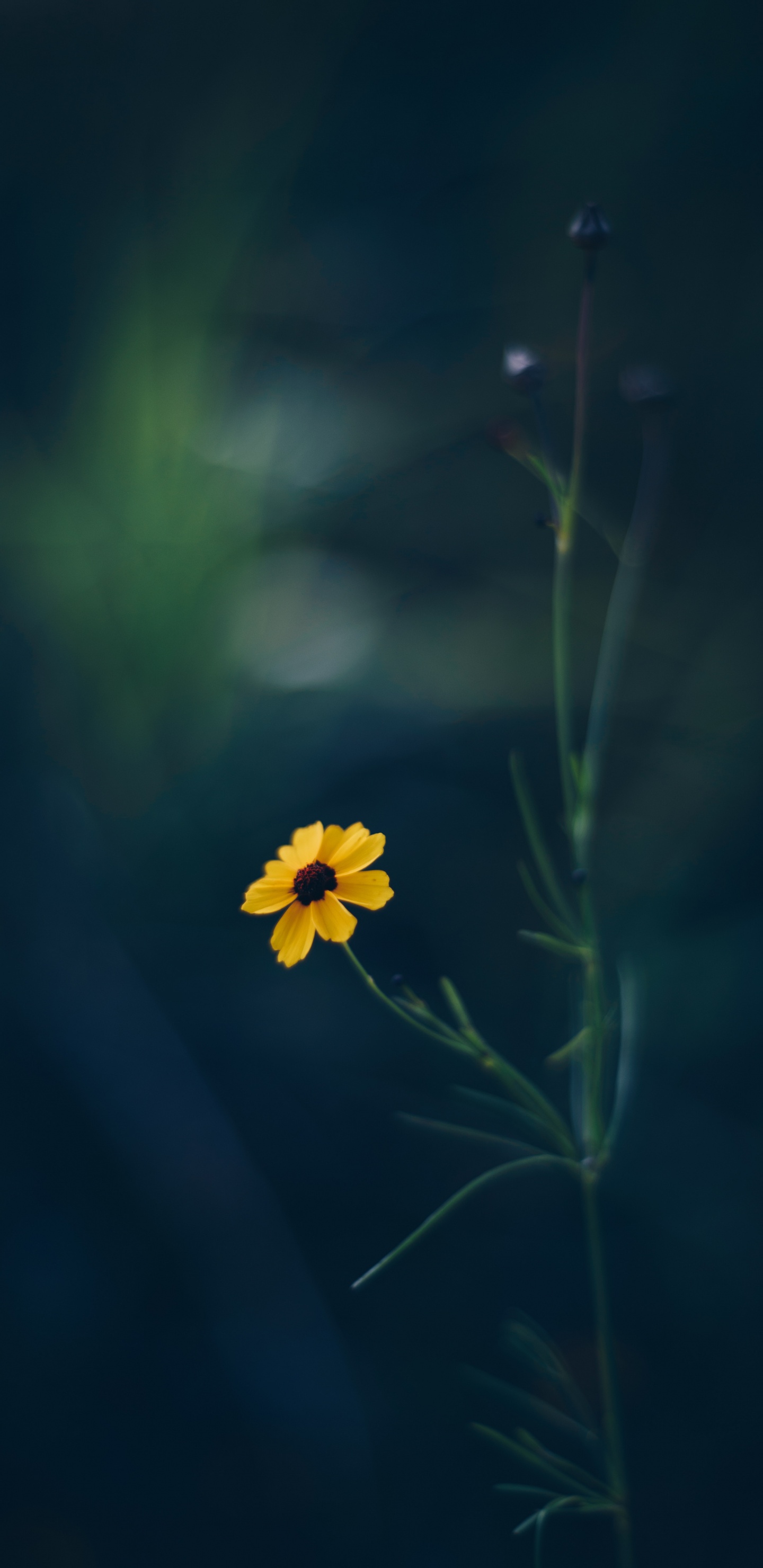 Gelbe Blume in Tilt-Shift-Linse. Wallpaper in 1440x2960 Resolution