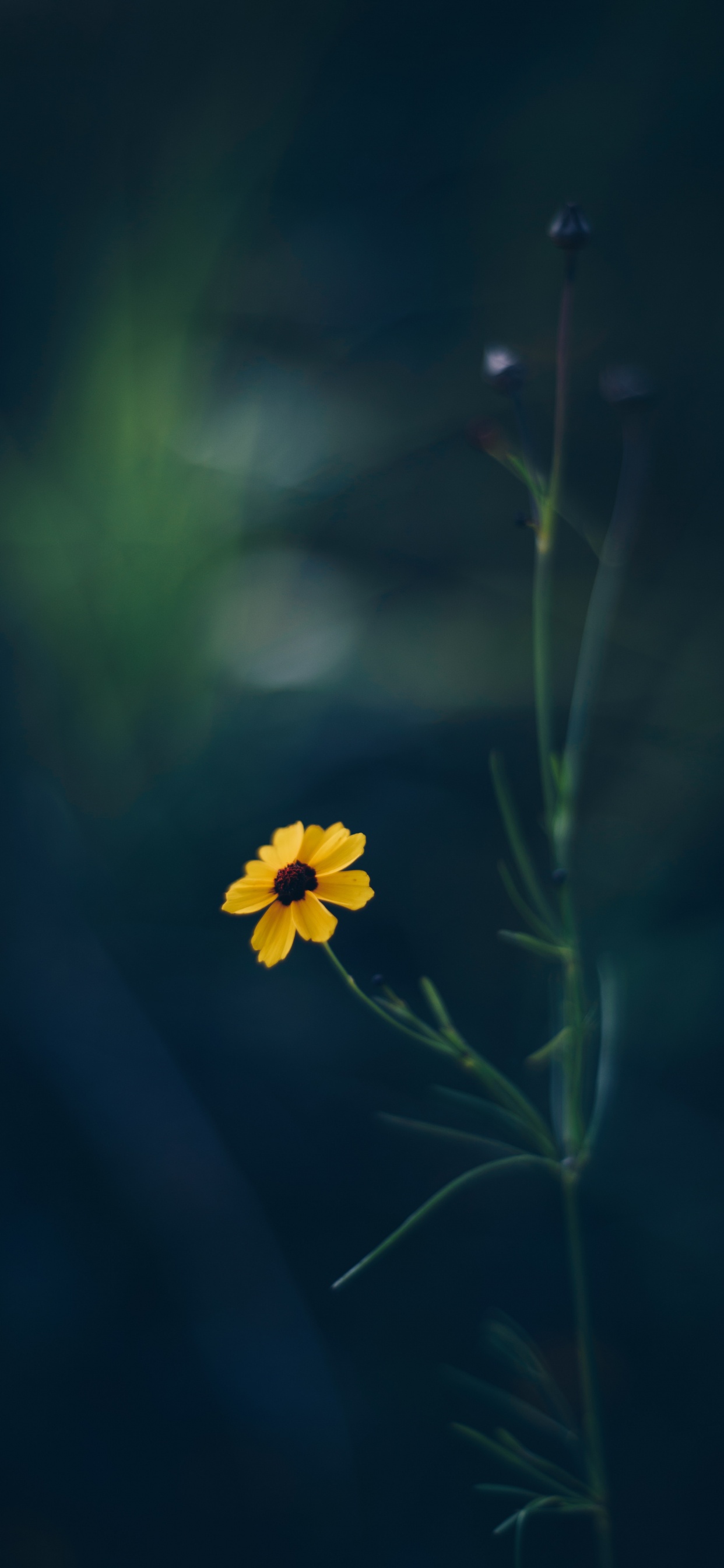 Yellow Flower in Tilt Shift Lens. Wallpaper in 1242x2688 Resolution