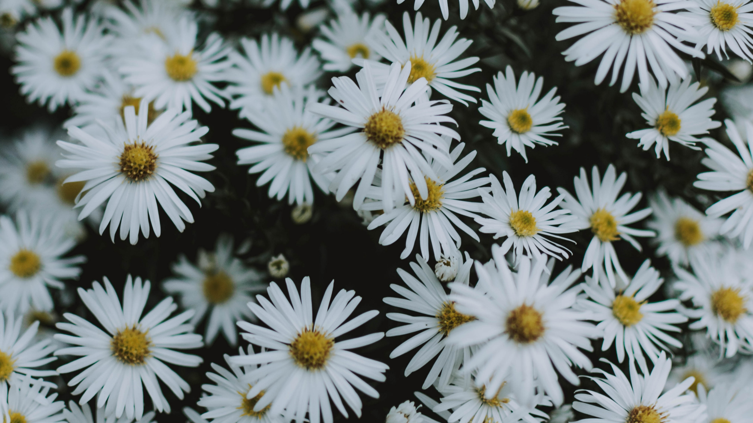 Flores Blancas y Amarillas en Lentes de Cambio de Inclinación. Wallpaper in 2560x1440 Resolution