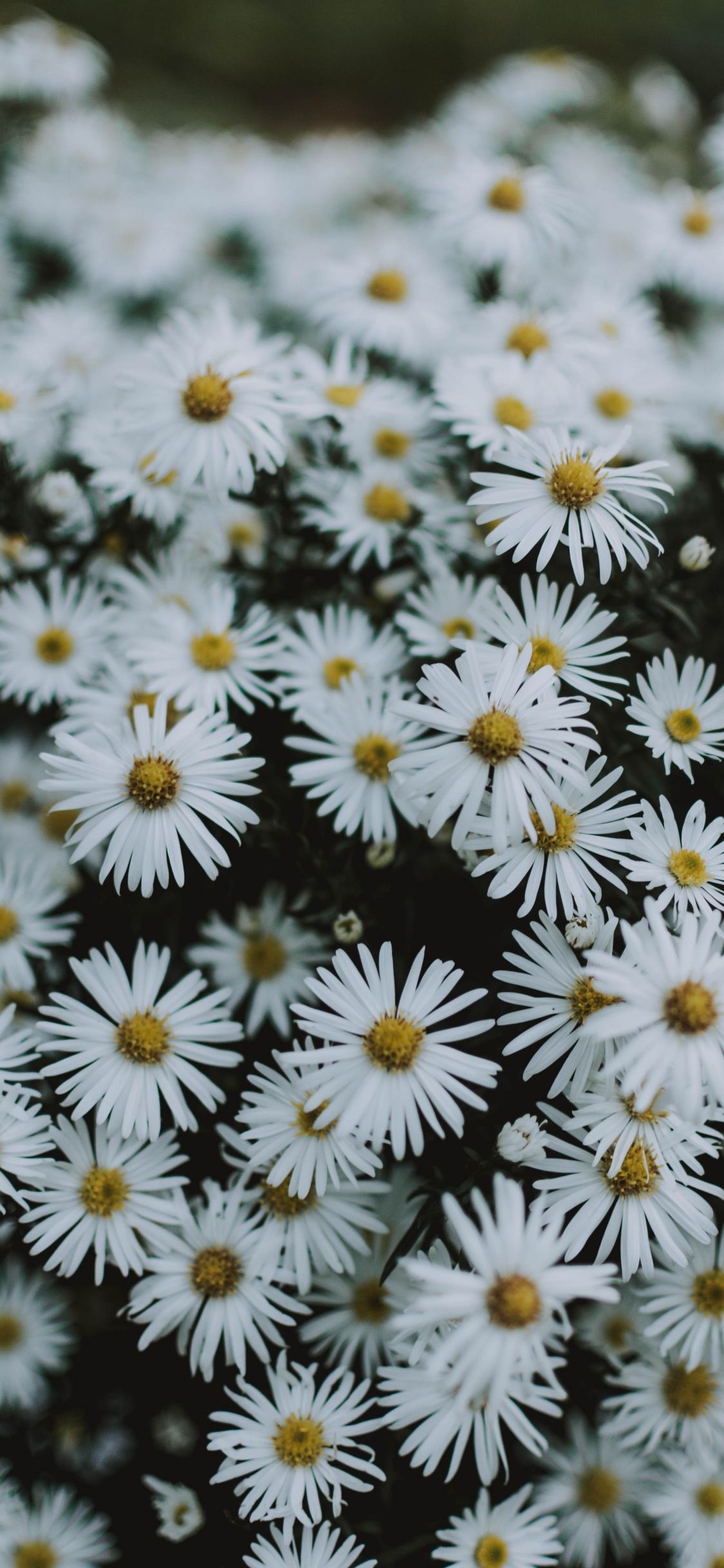 Weiße Und Gelbe Blüten in Tilt-Shift-Linse. Wallpaper in 1125x2436 Resolution