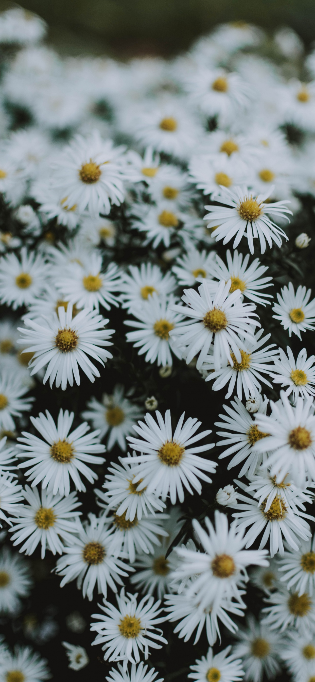 Weiße Und Gelbe Blüten in Tilt-Shift-Linse. Wallpaper in 1242x2688 Resolution