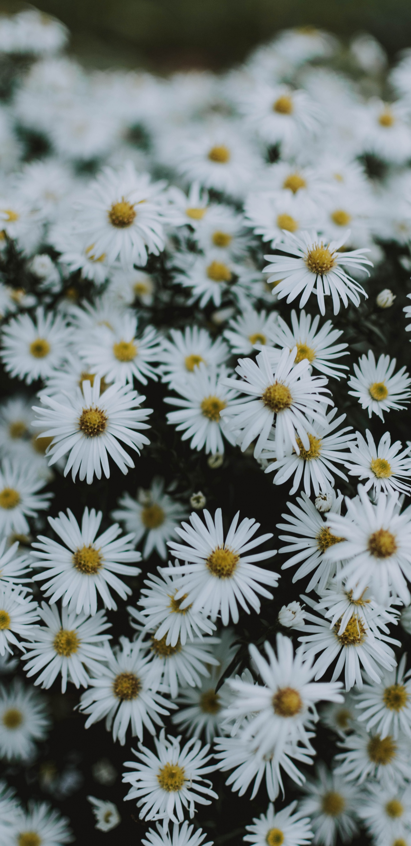 White and Yellow Flowers in Tilt Shift Lens. Wallpaper in 1440x2960 Resolution