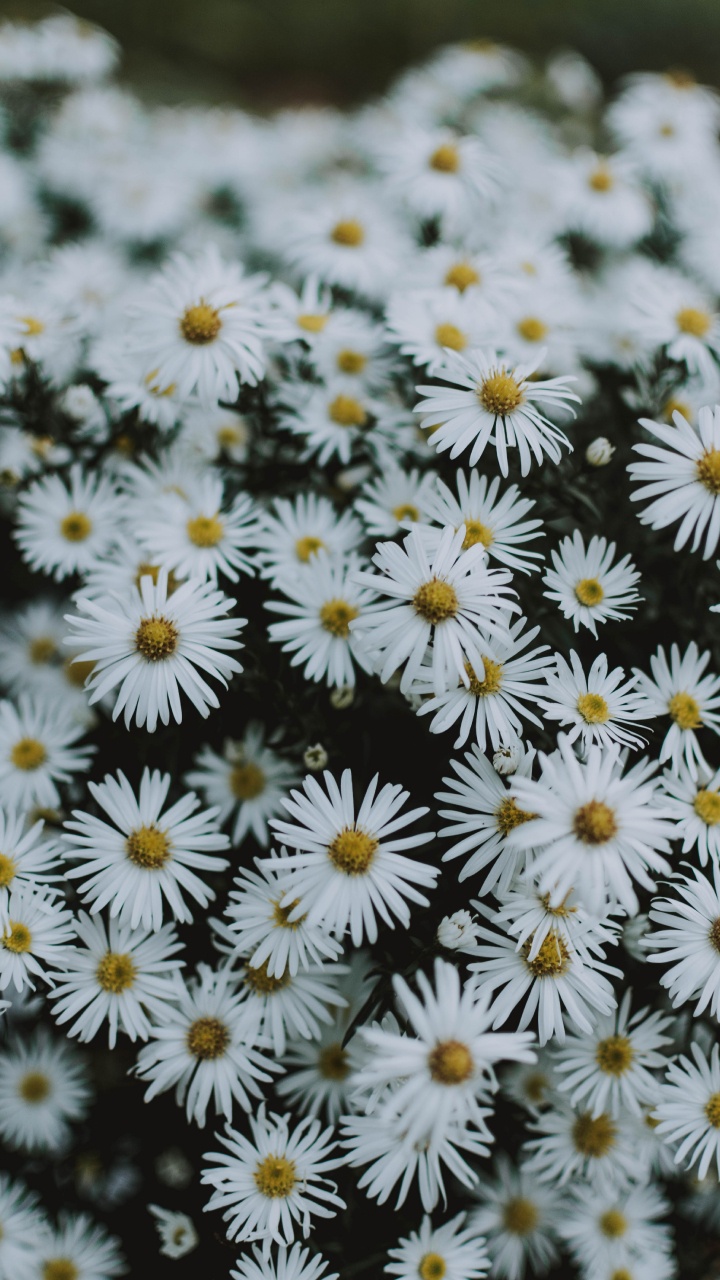 White and Yellow Flowers in Tilt Shift Lens. Wallpaper in 720x1280 Resolution