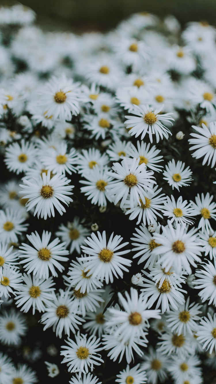 White and Yellow Flowers in Tilt Shift Lens. Wallpaper in 750x1334 Resolution