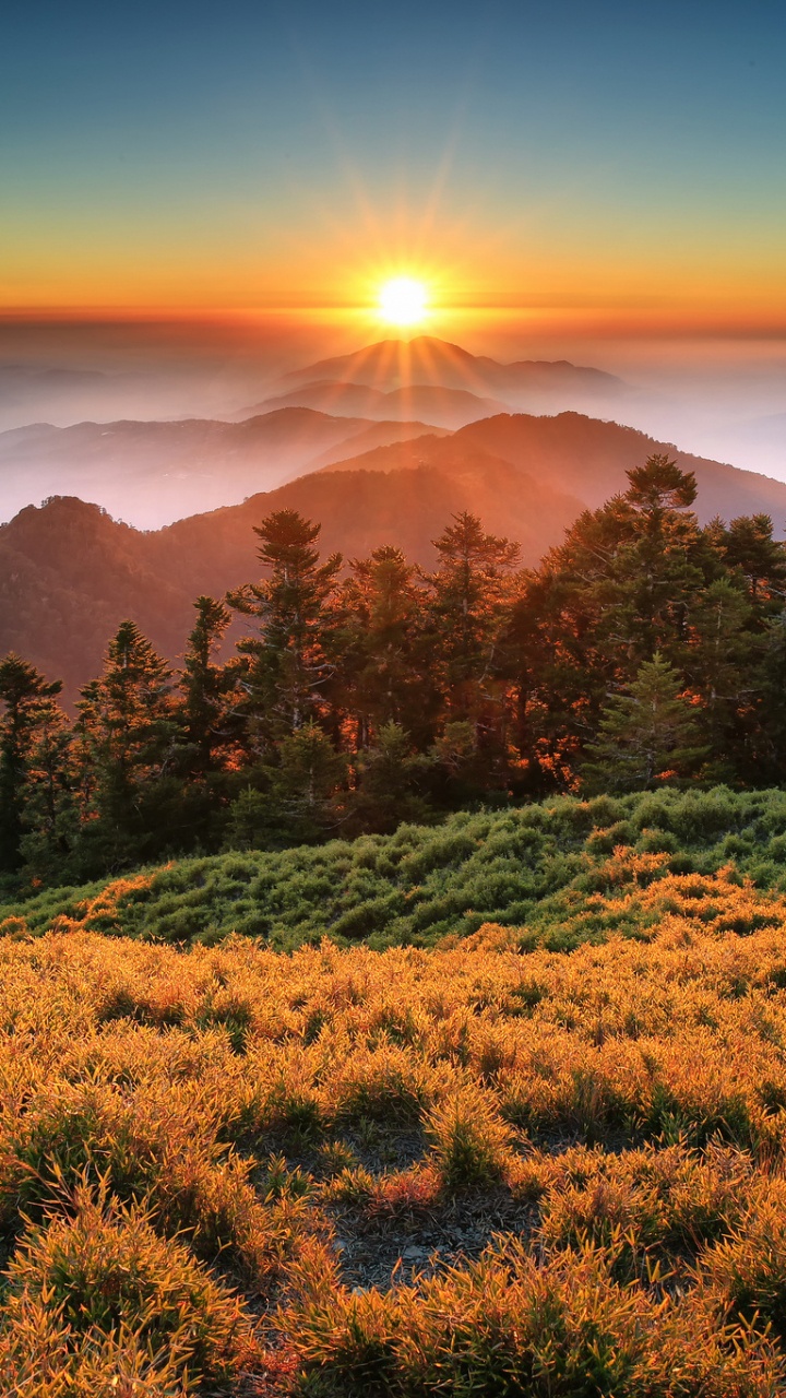 性质, 植被, 荒野, 早上, 安装的风景 壁纸 720x1280 允许