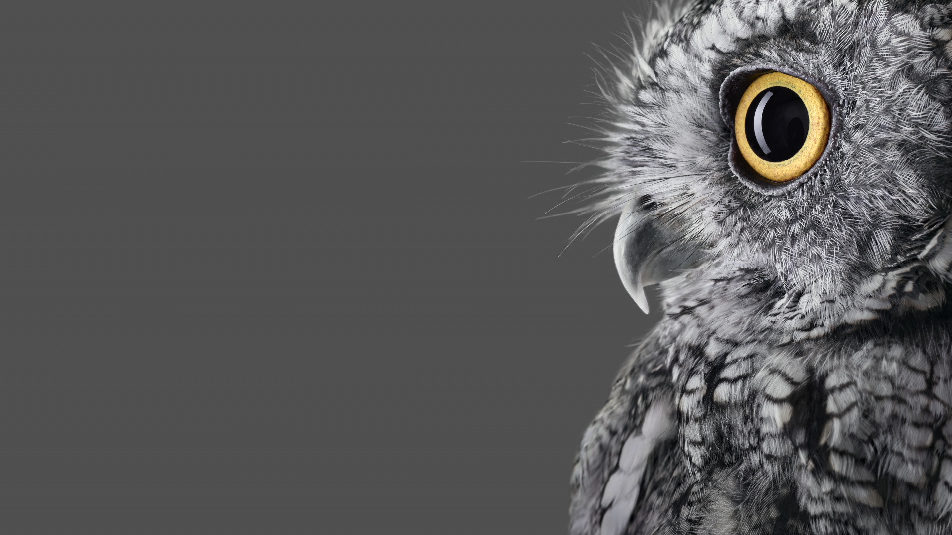 Download 1920x1080 Wallpaper Microsoft Surface, Microsoft Surface Studio, Oberflächenstudio, Microsoft Surface Studio 2, Microsoft Microsoft Surface, Microsoft Surface Studio, Oberflächenstudio, Microsoft Surface Studio 2, Microsoft. Wallpaper in 1920x1080 Resolution