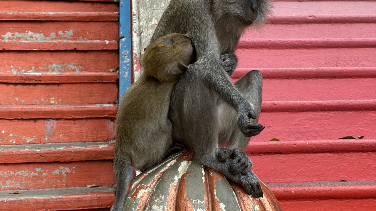 Macaque, Primat, Singes du Vieux Monde, Pour Les Animaux Terrestres, Rongeurs. Wallpaper in 1280x720 Resolution